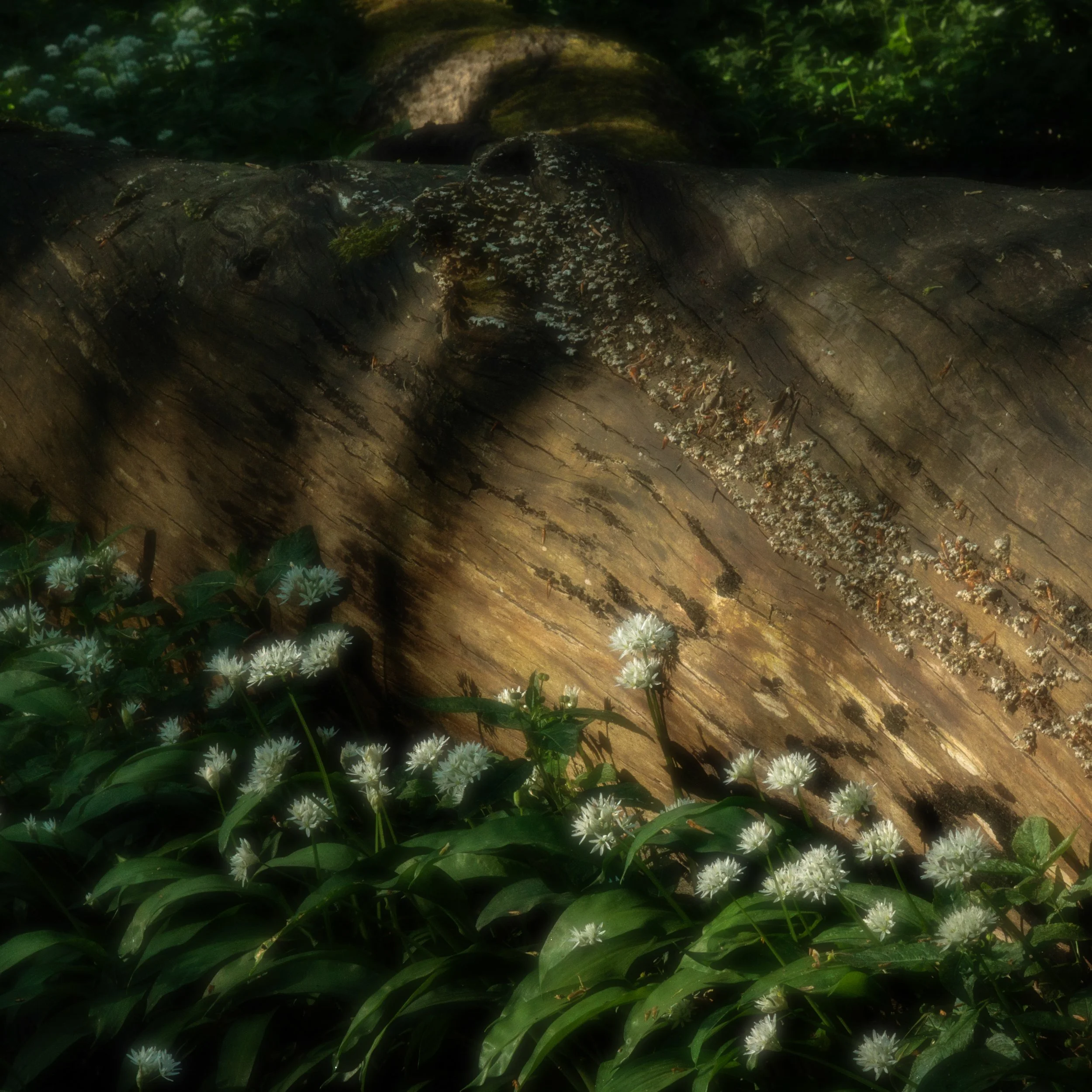 Urban Woodland #19