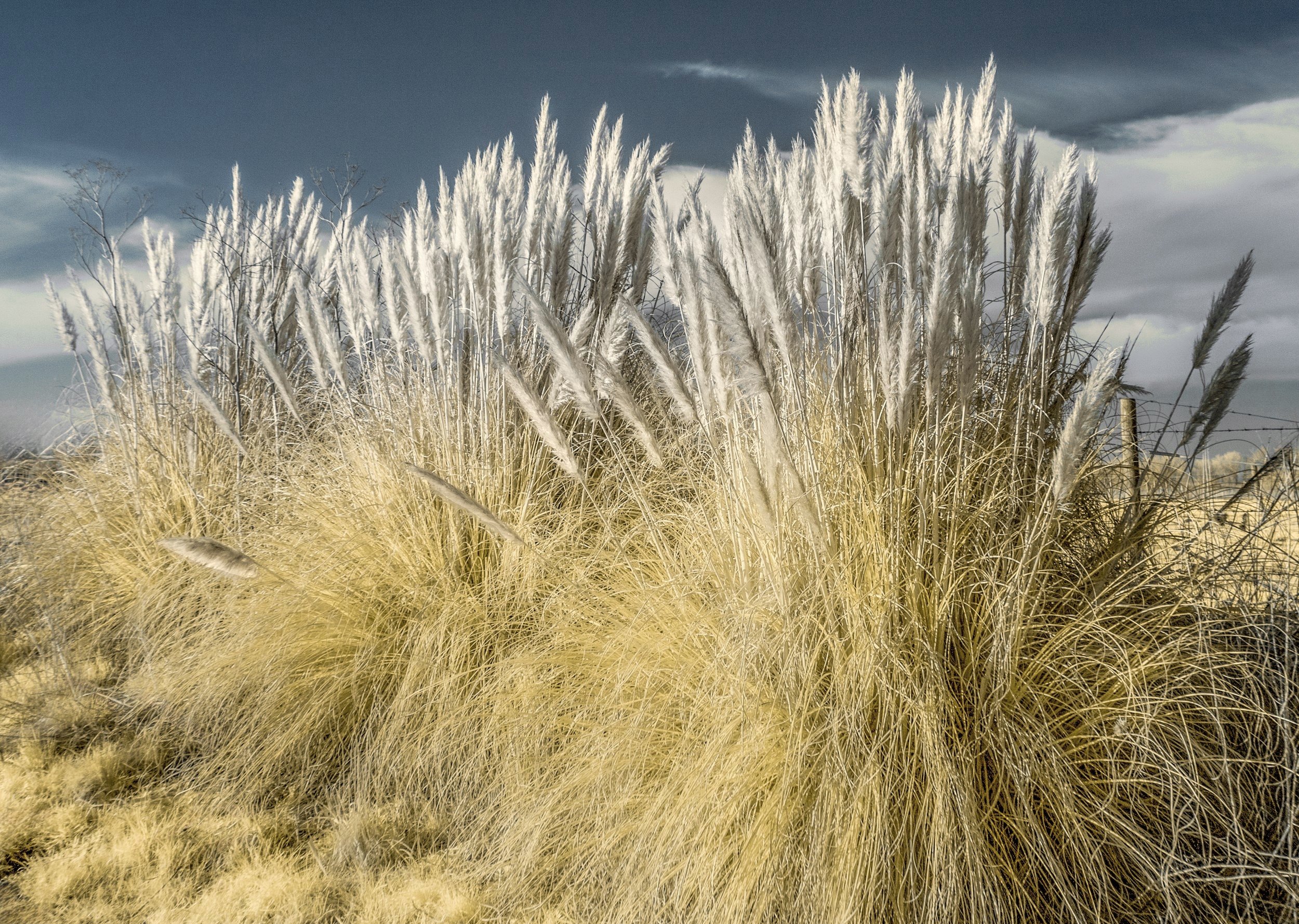 "Pampas"