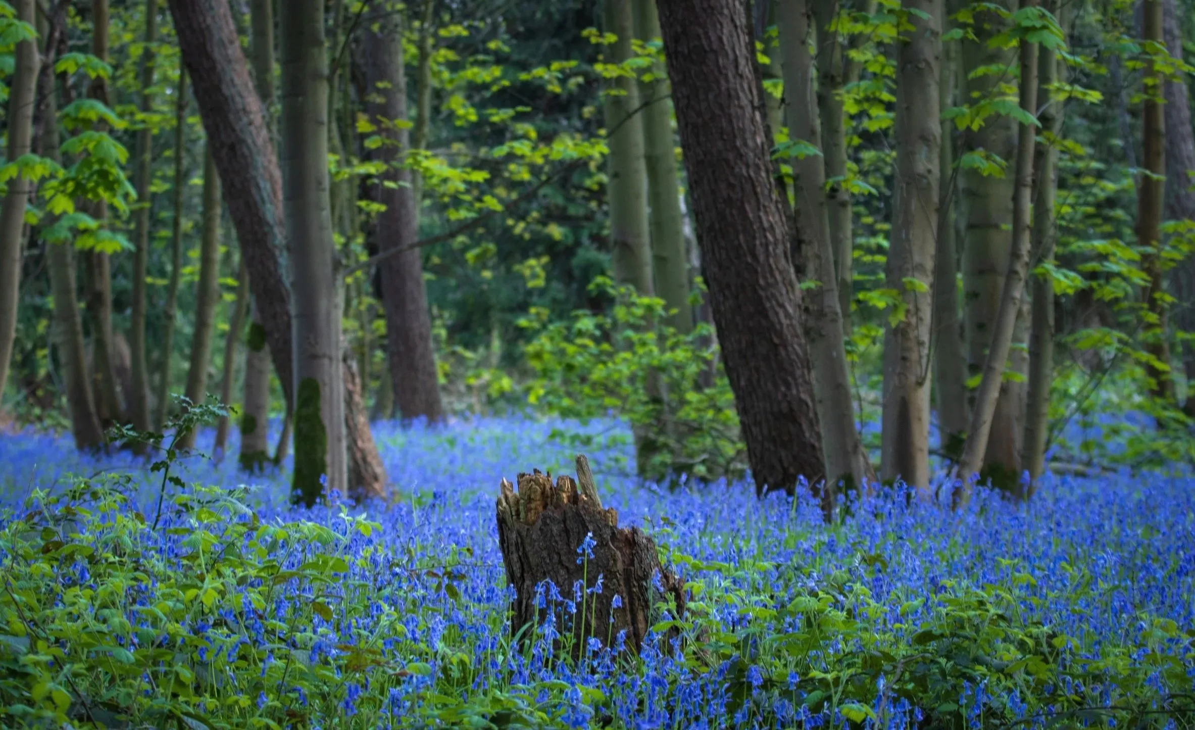 Urban Woodland #26