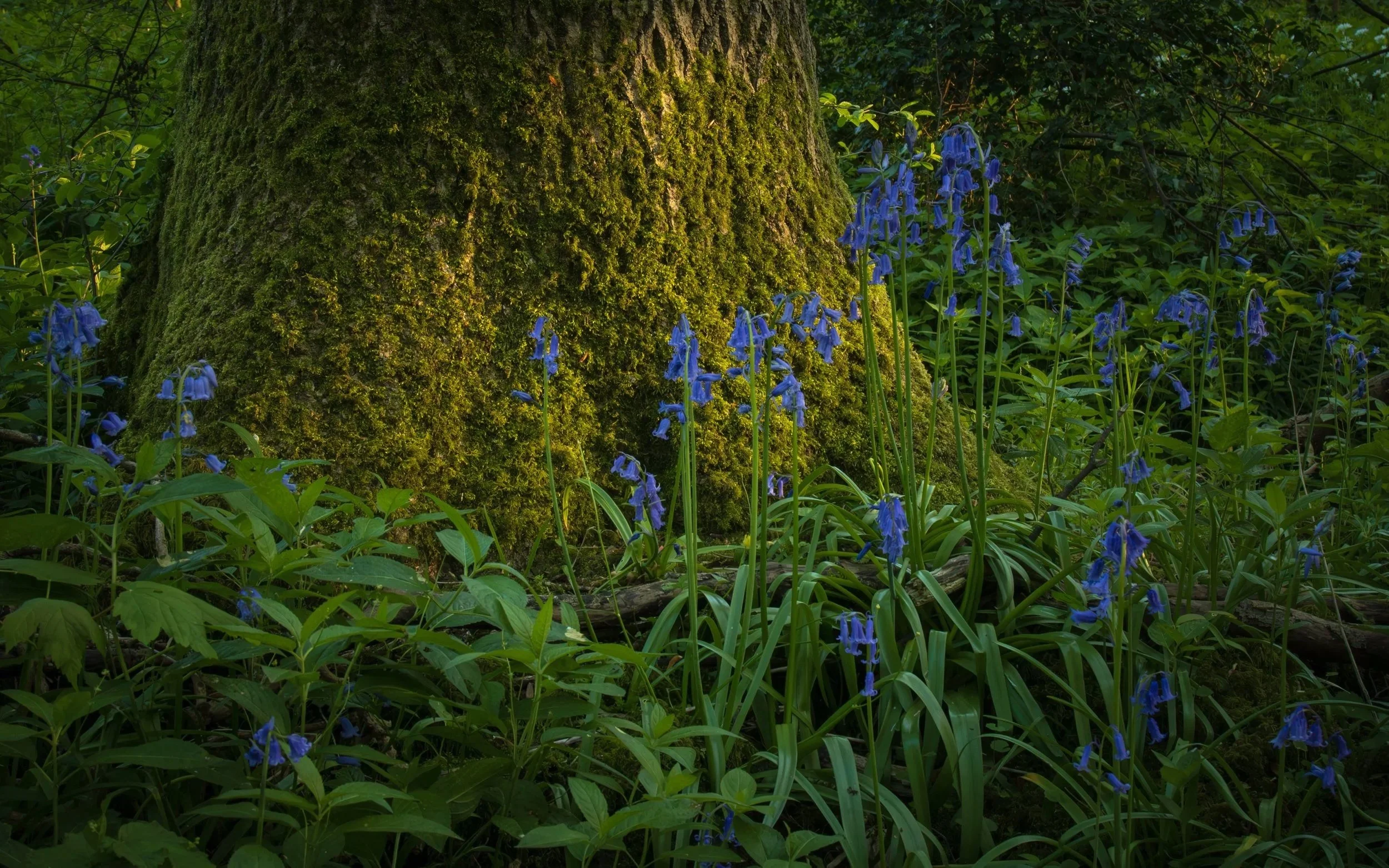 Urban Woodland #24
