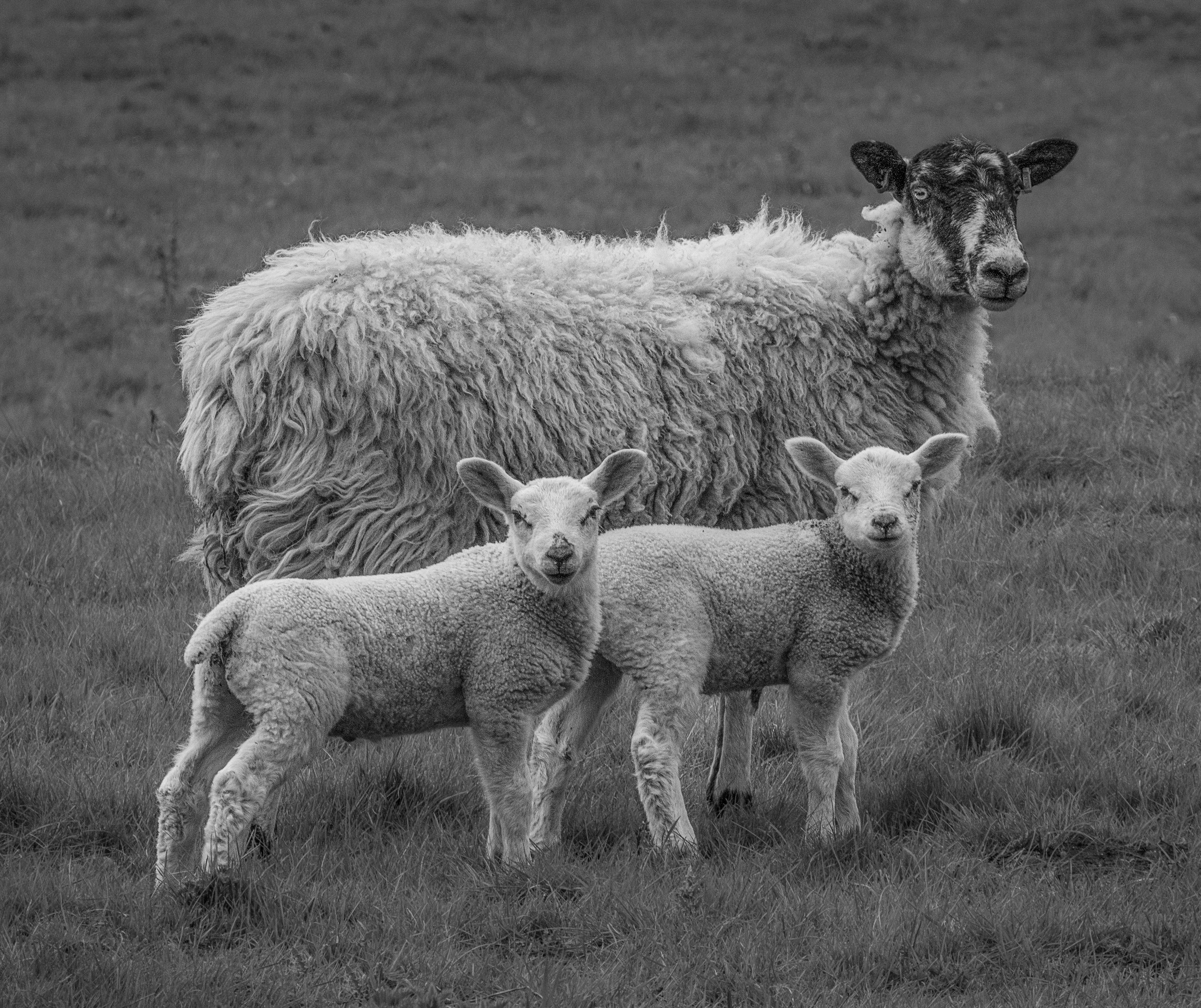 "Spring Lambs - Blyborough #2"
