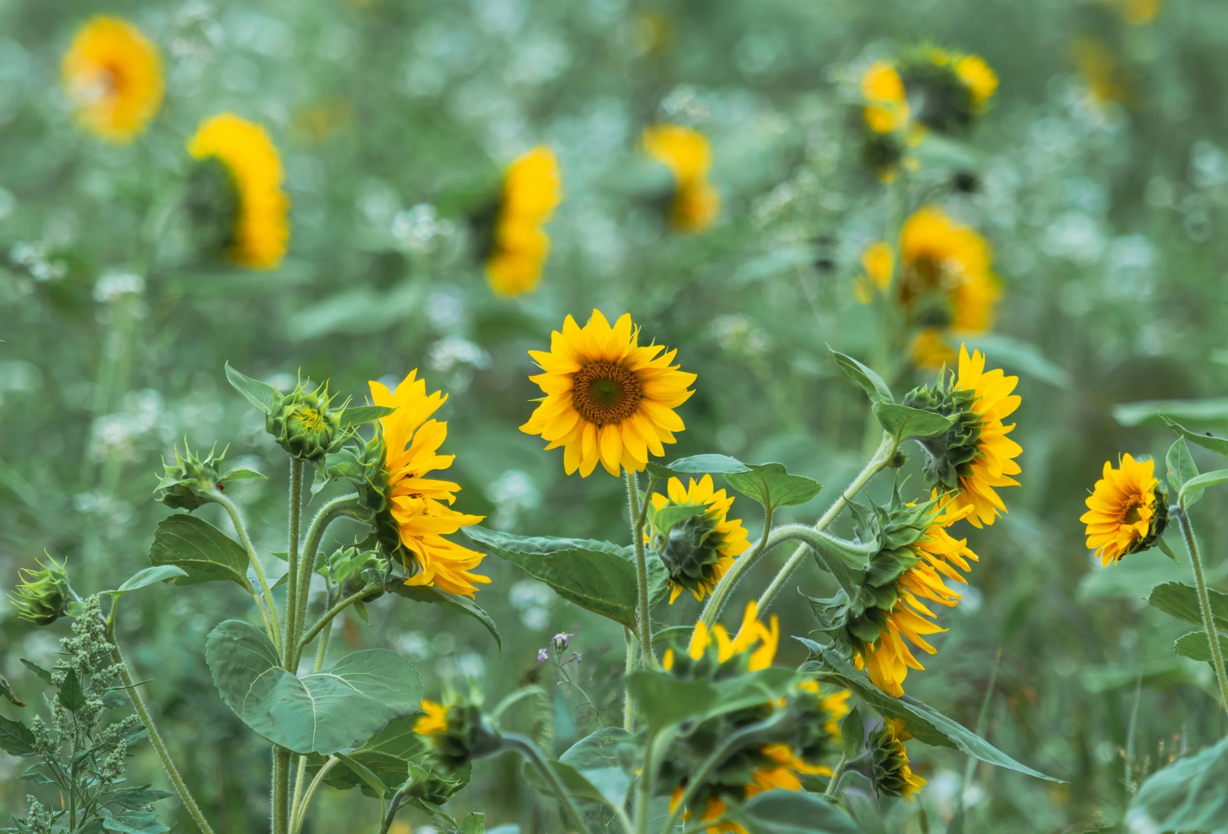 "Sunflowers #13"