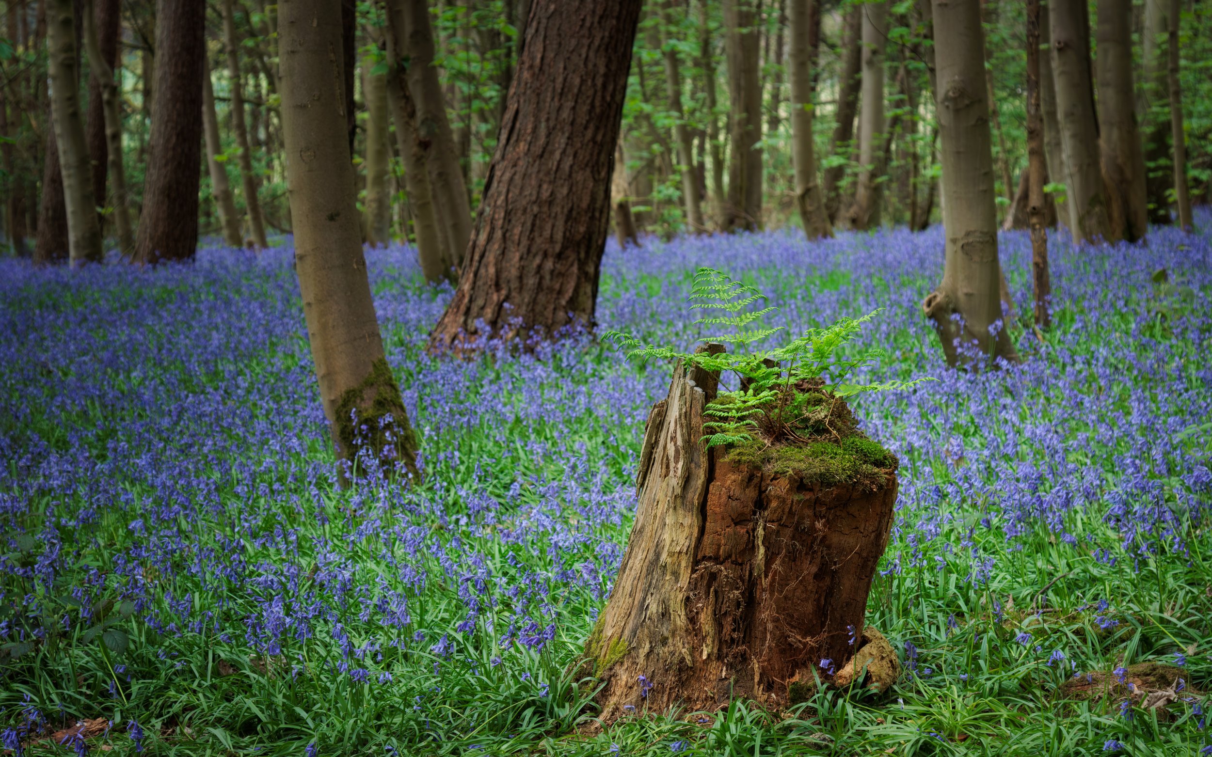 "Urban Woodland #3"