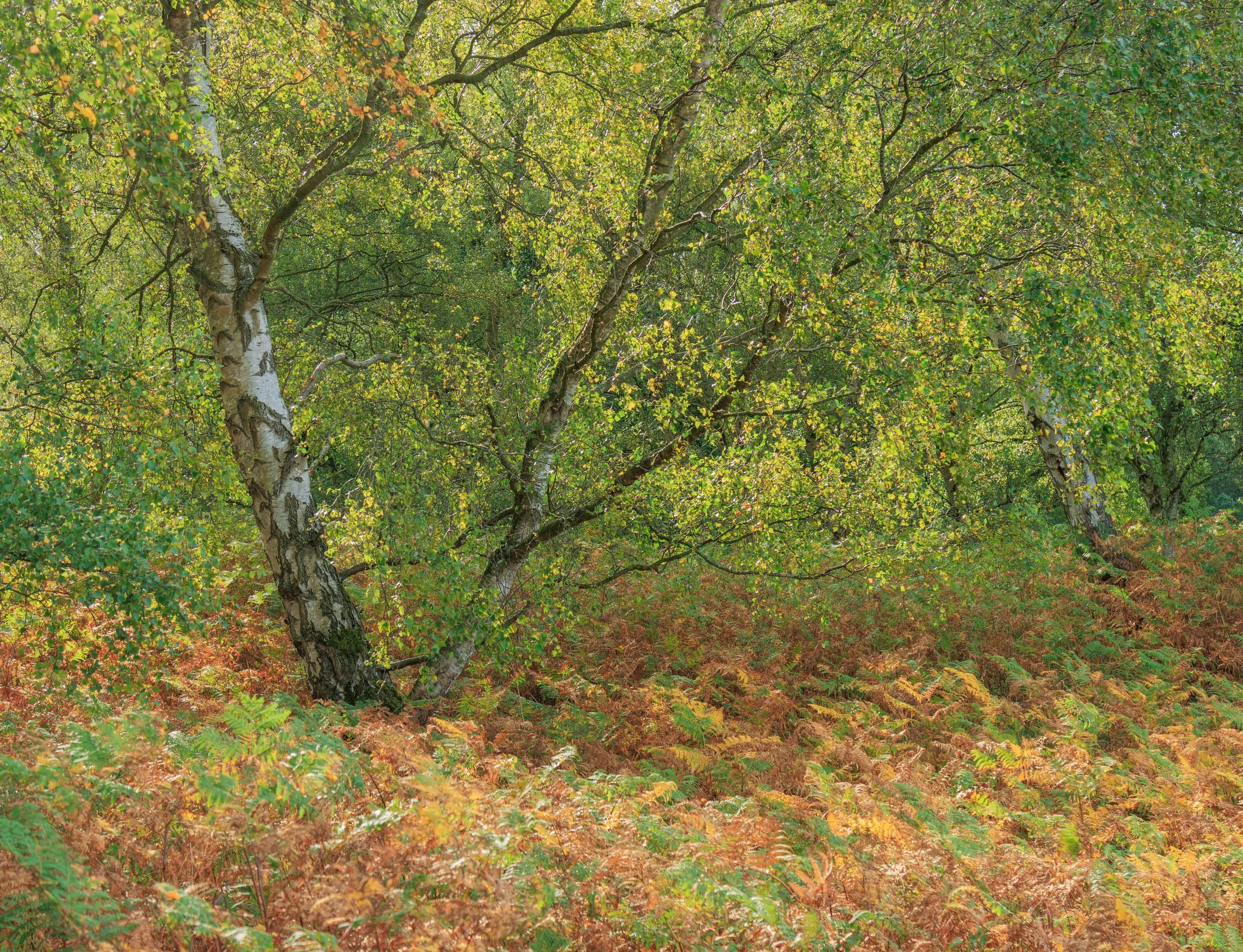 "Seasons Change"