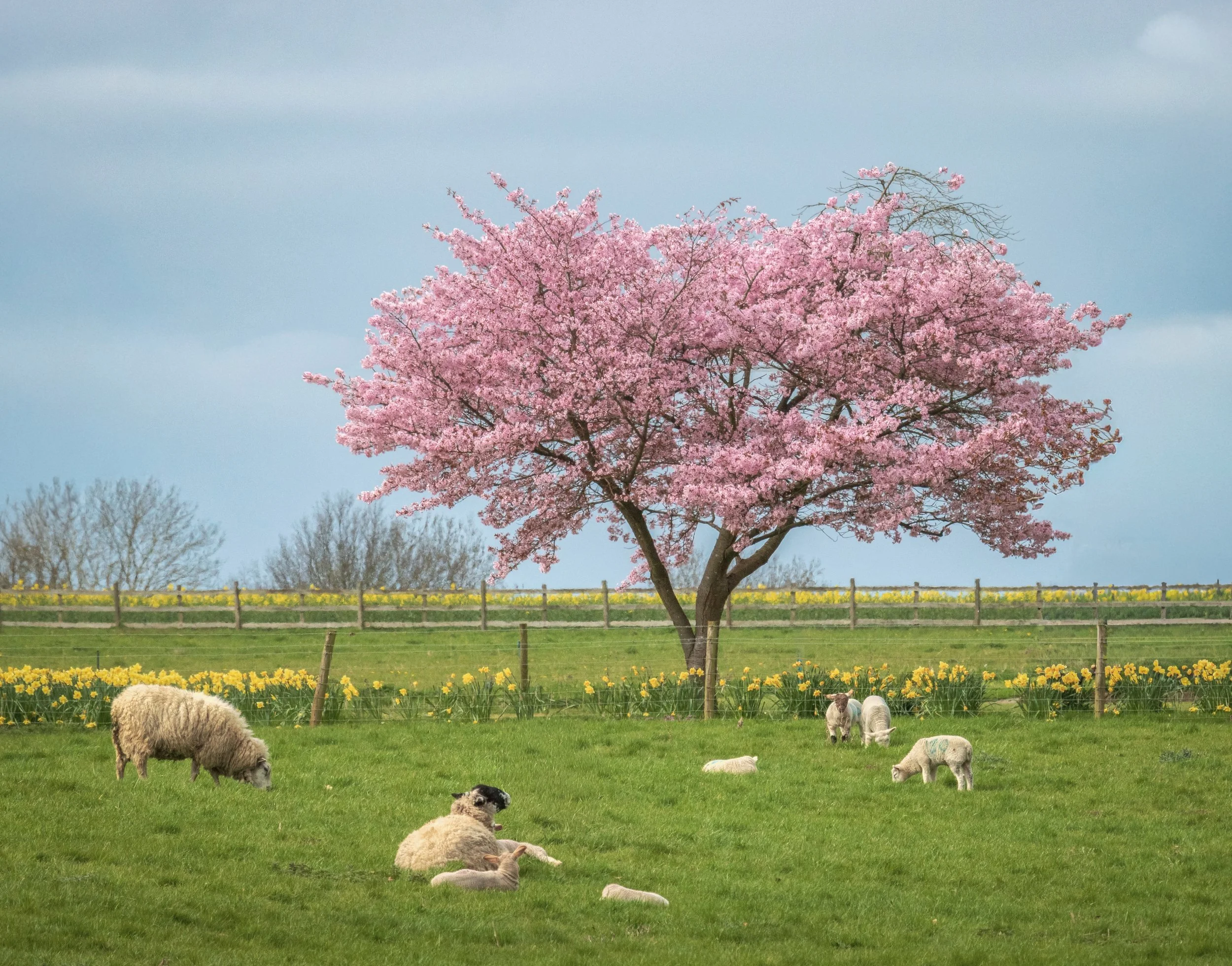 "Pastoral #3"