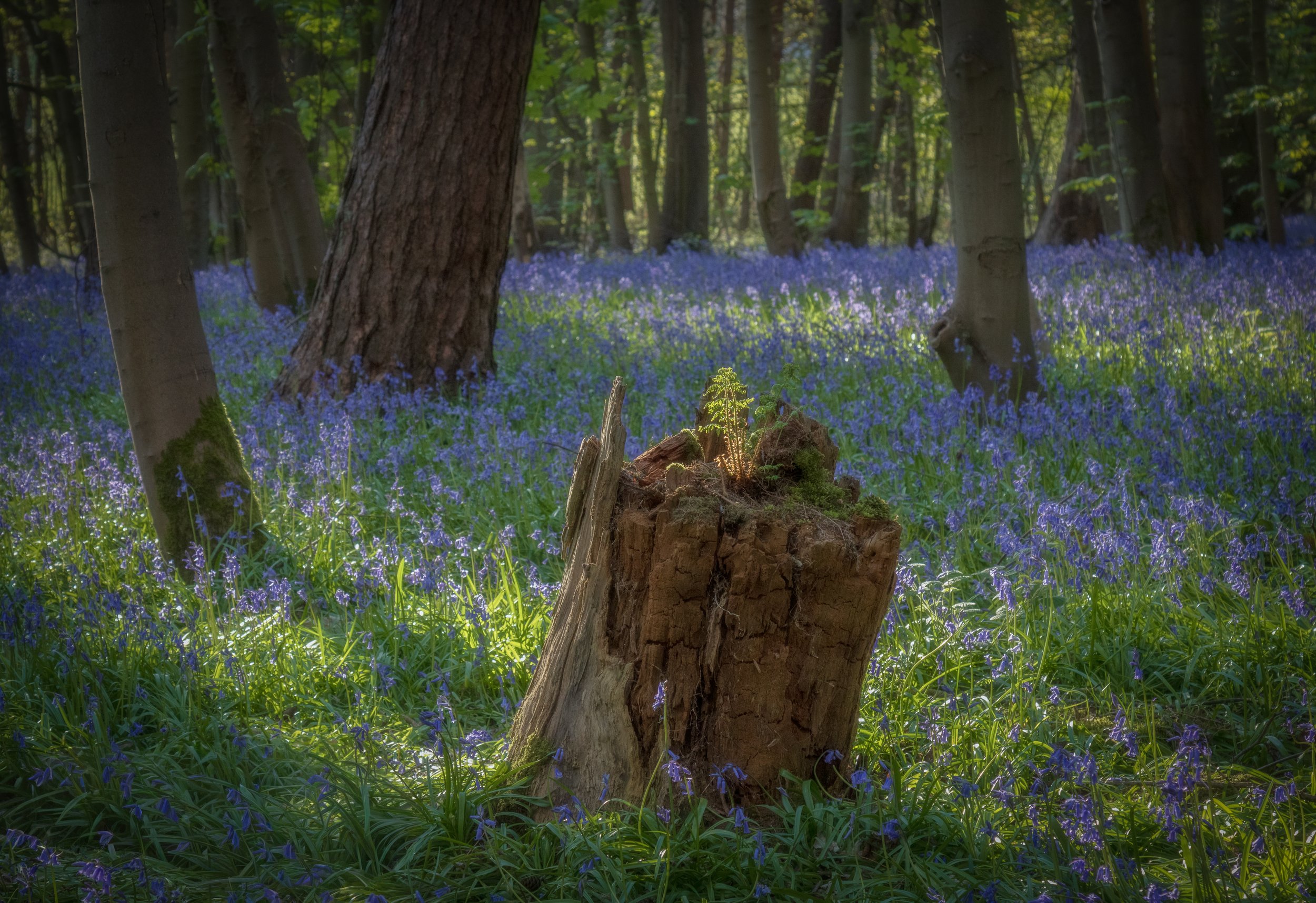 Urban Woodland #17