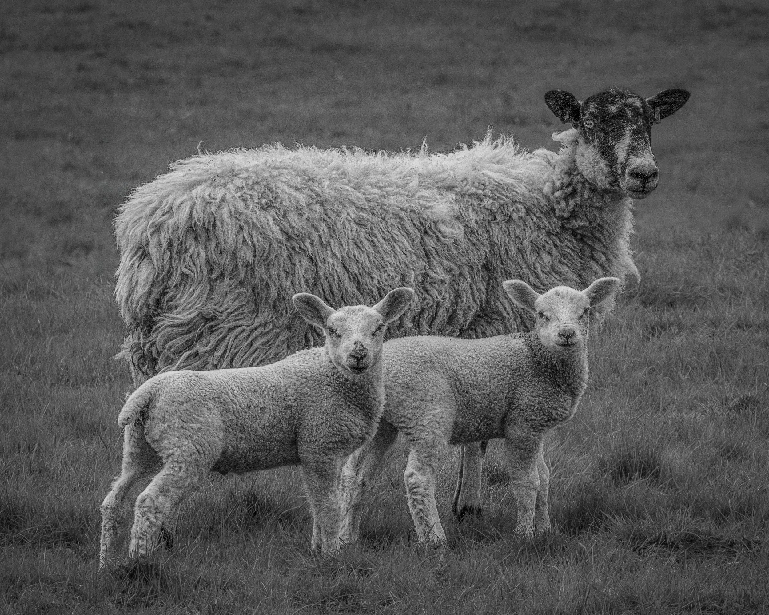 "Spring Lambs - Blyborough #2"