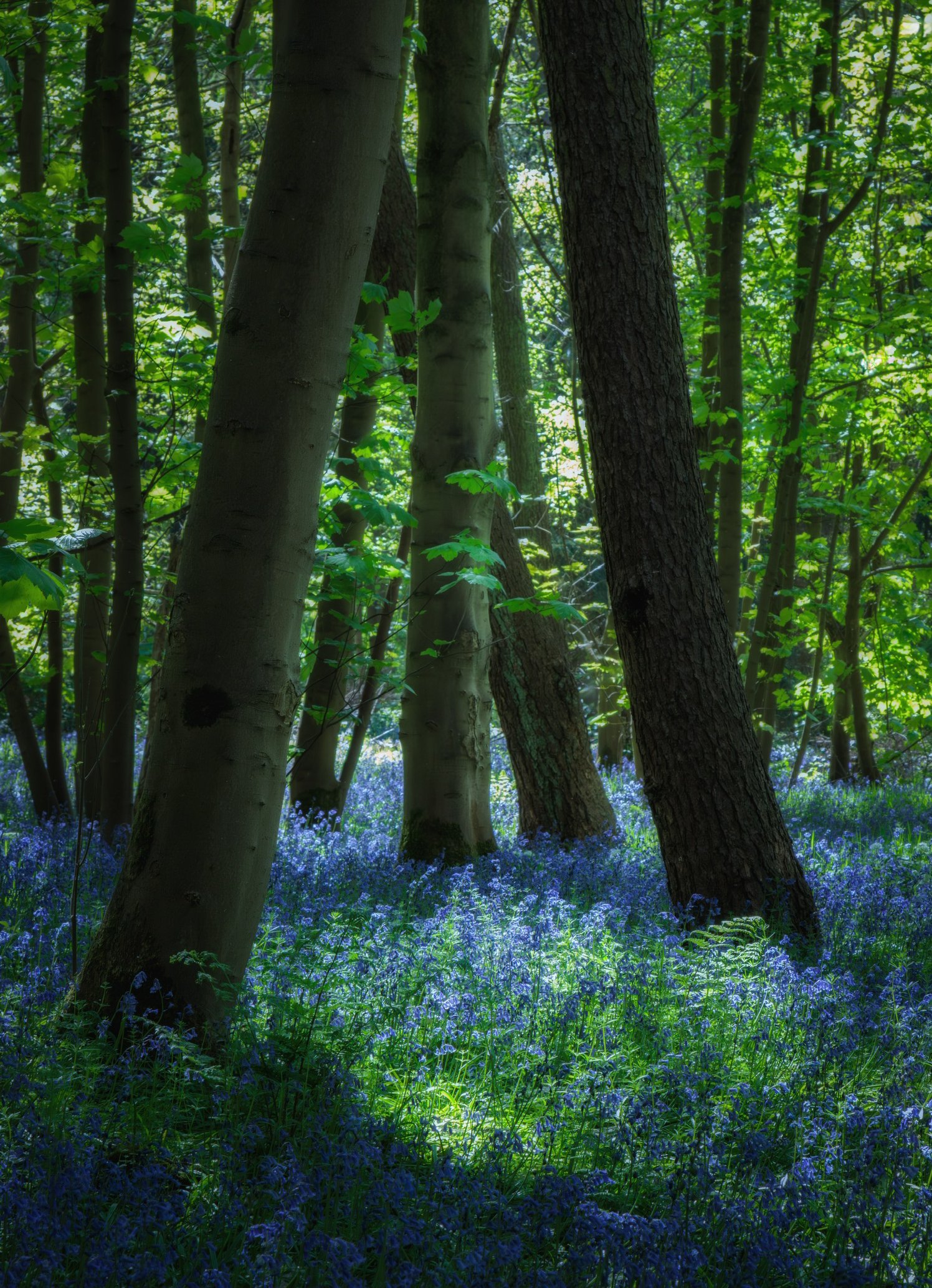 "Urban Woodland #6"