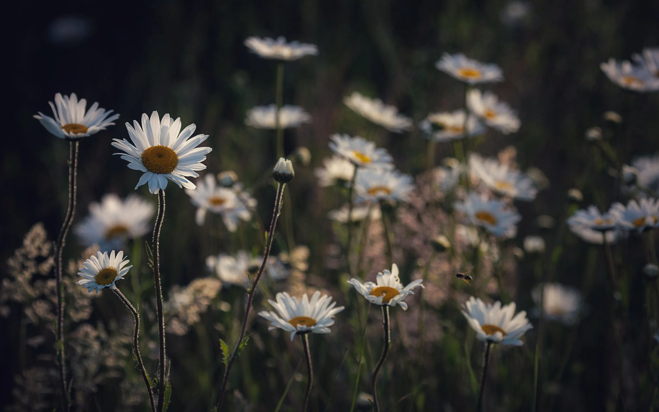 "Ox Eye Daisies" #4