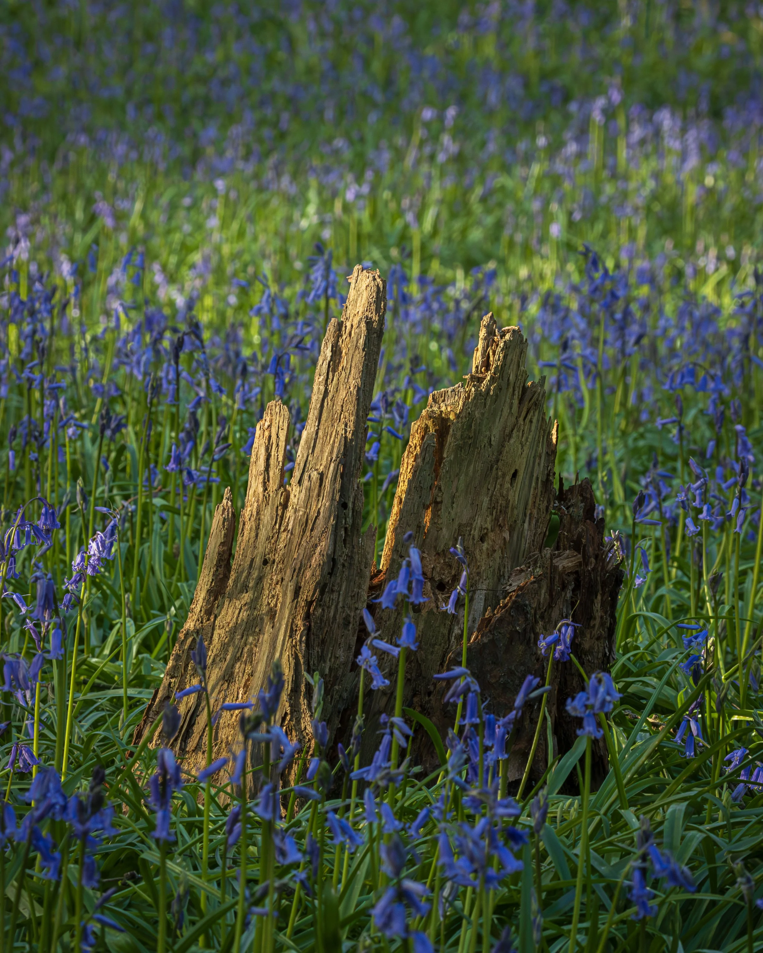 Urban Woodland #18