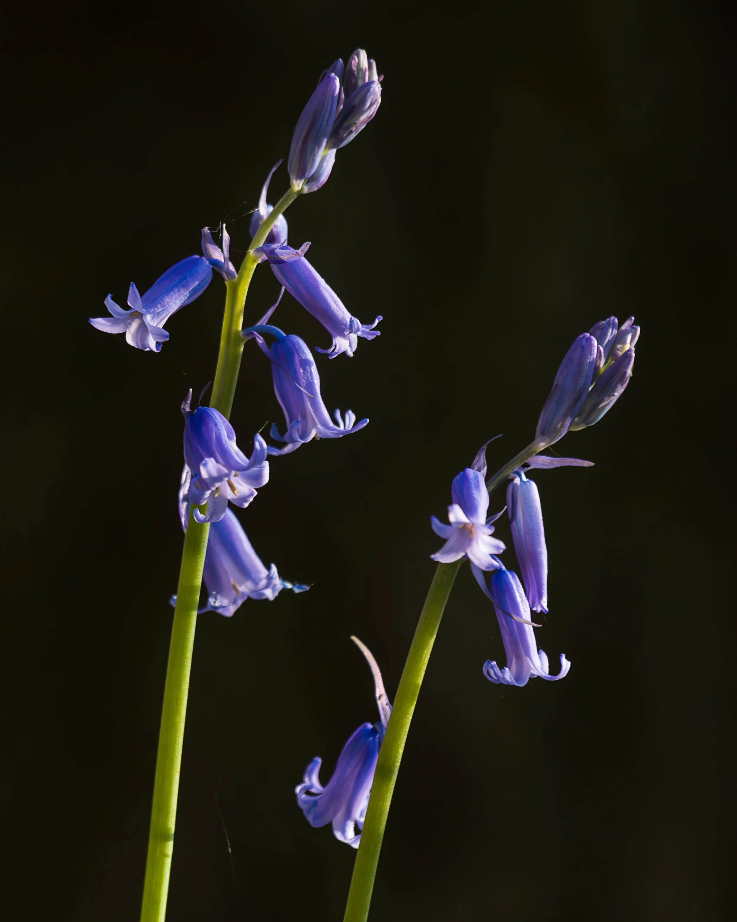 Bluebell #3