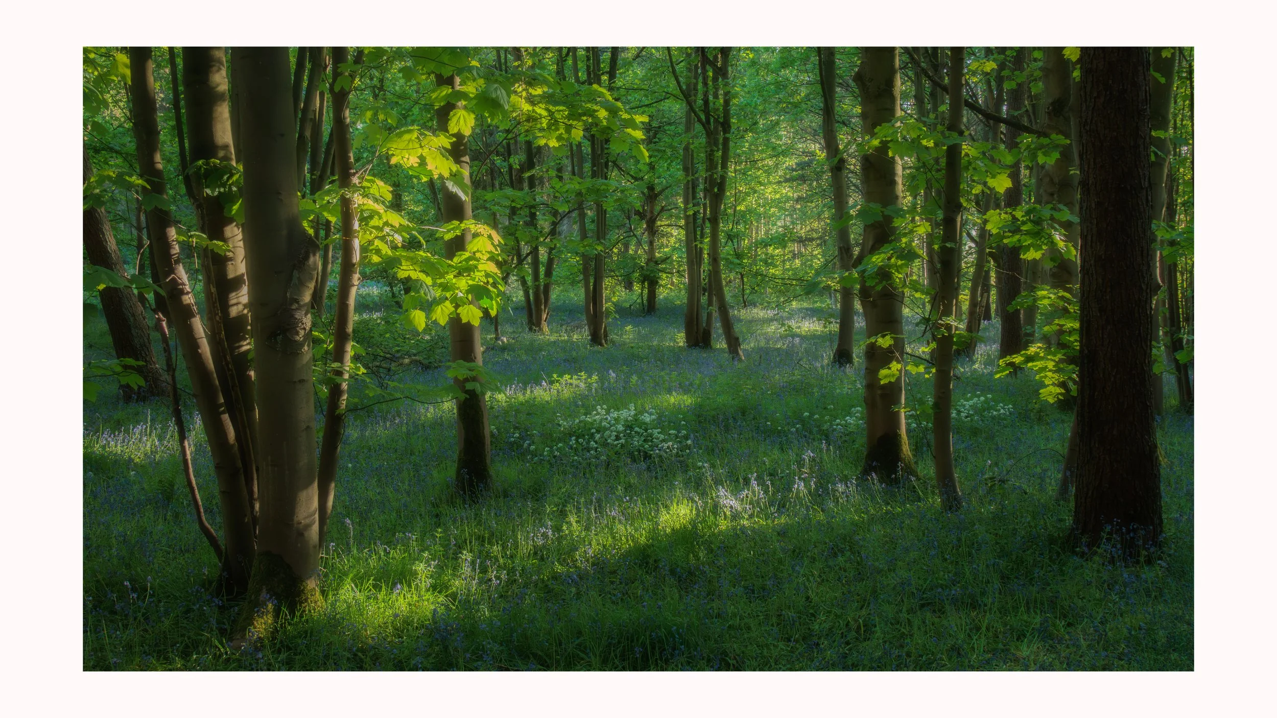 Urban Woodland #21