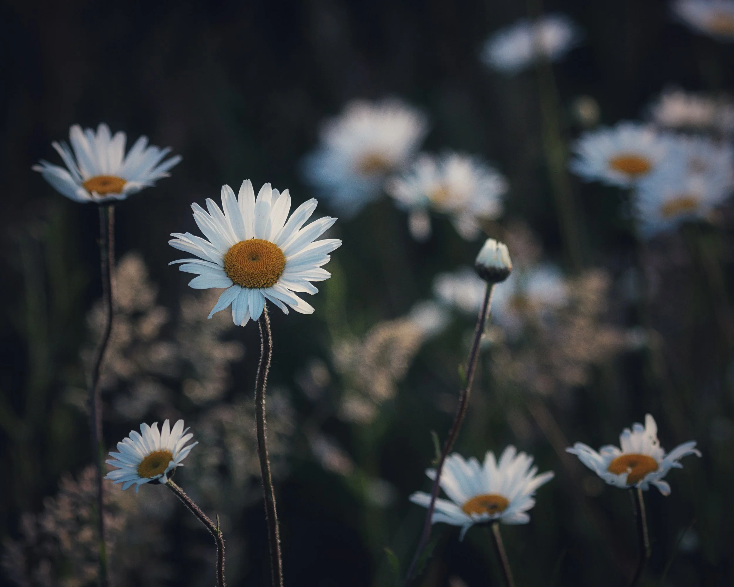 "Ox Eye Daisies" #5