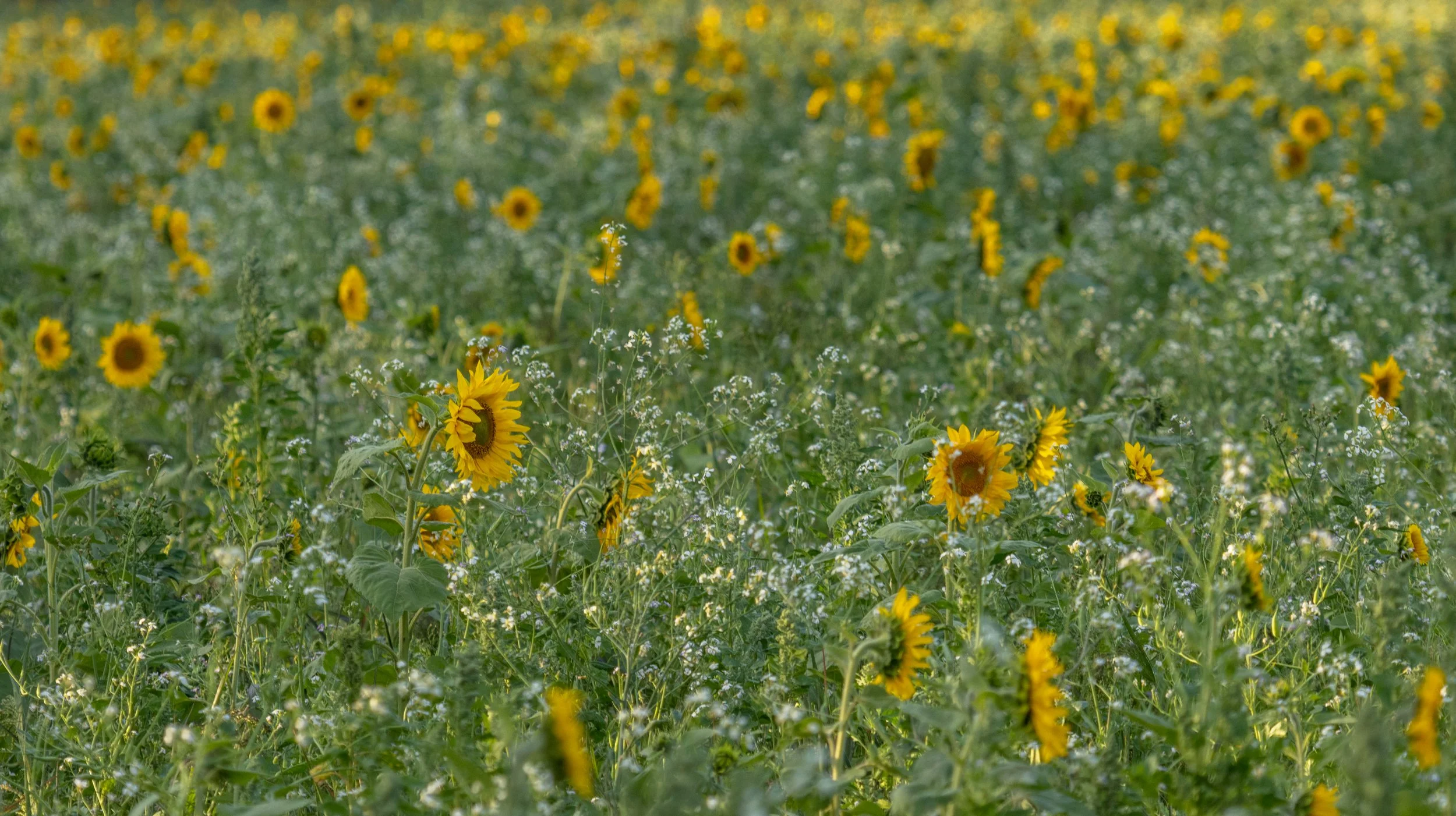 "Sunflowers #12"