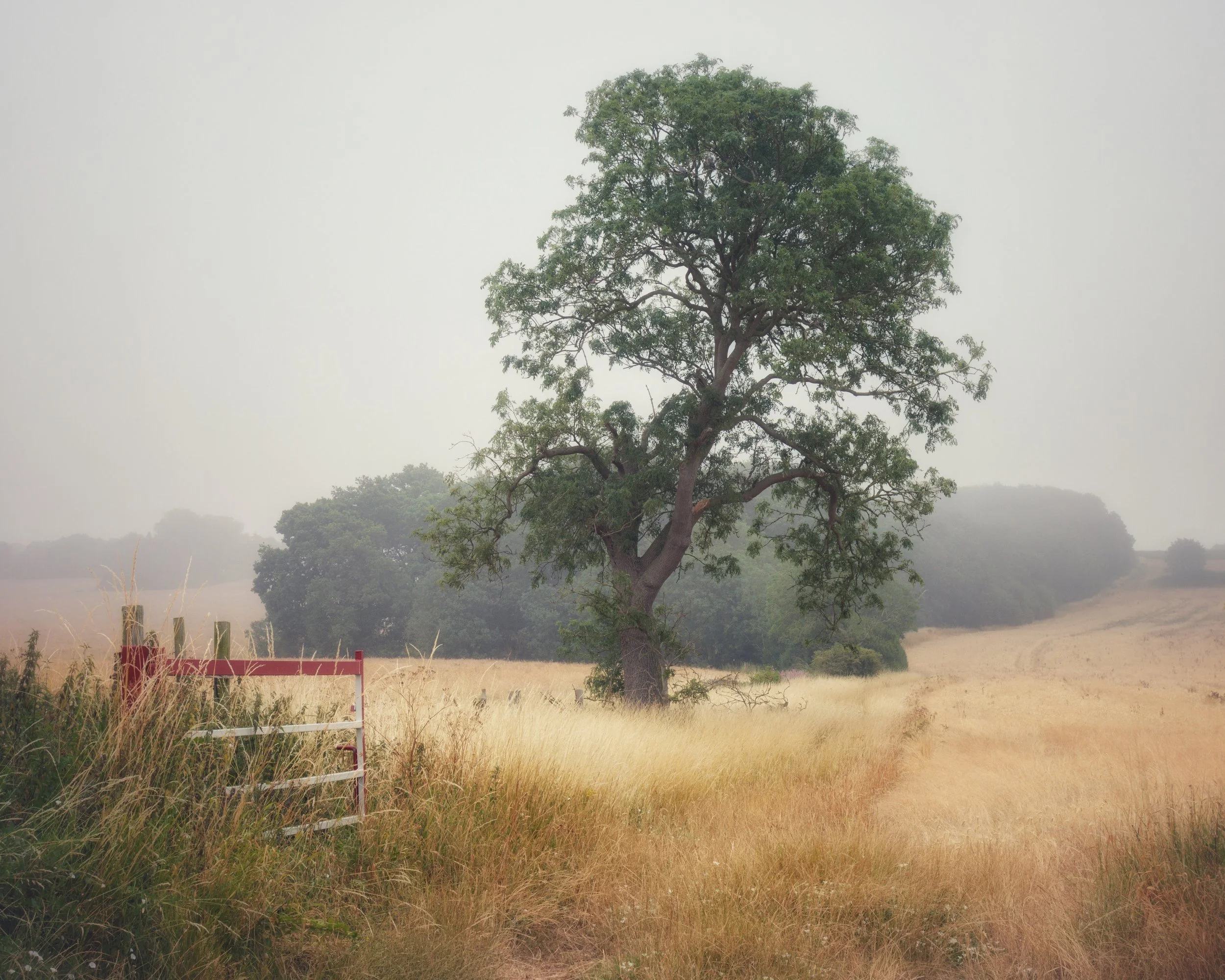 "Willoughton - Summer 2026"