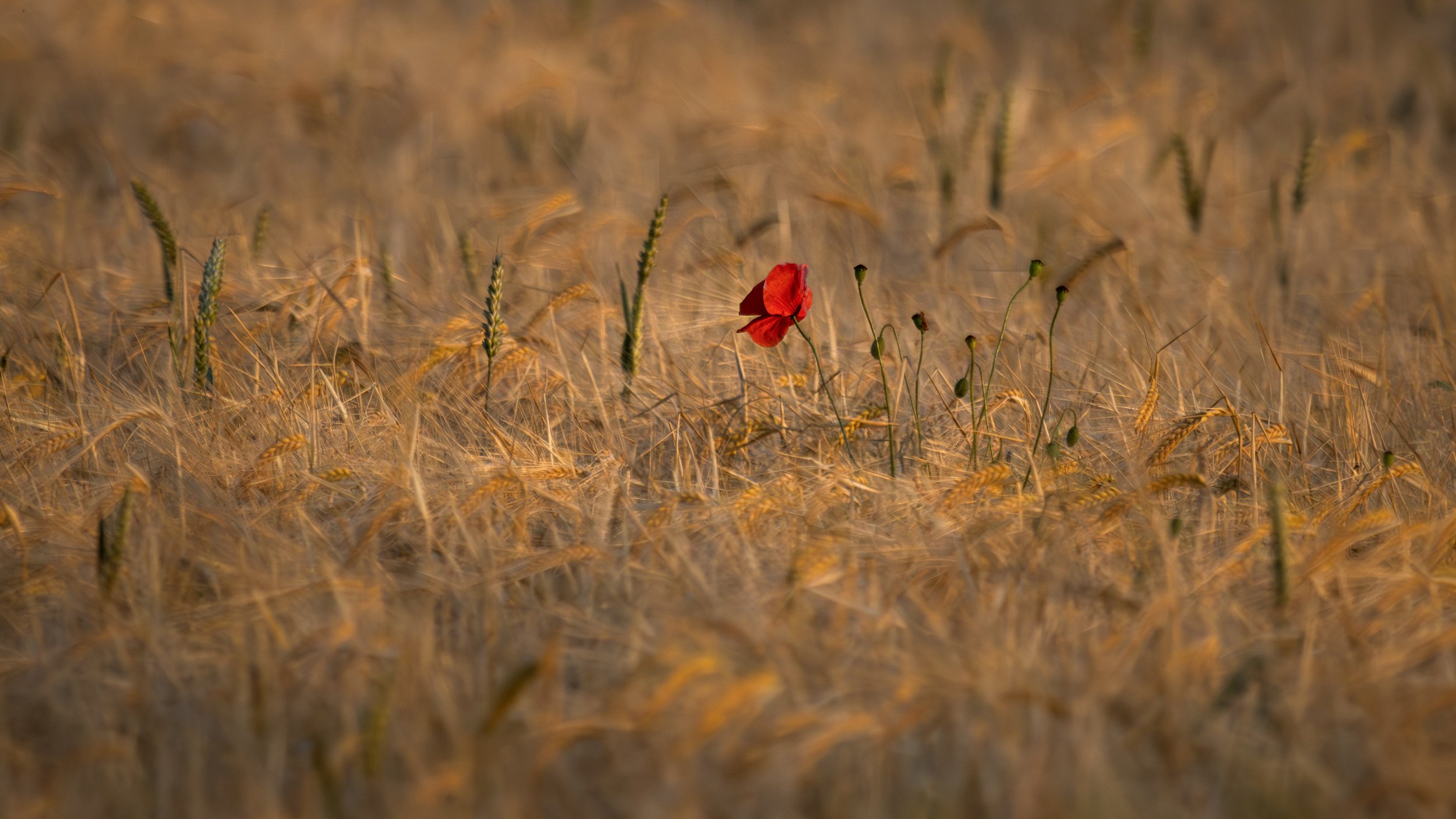 "Scawby Poppies #4"