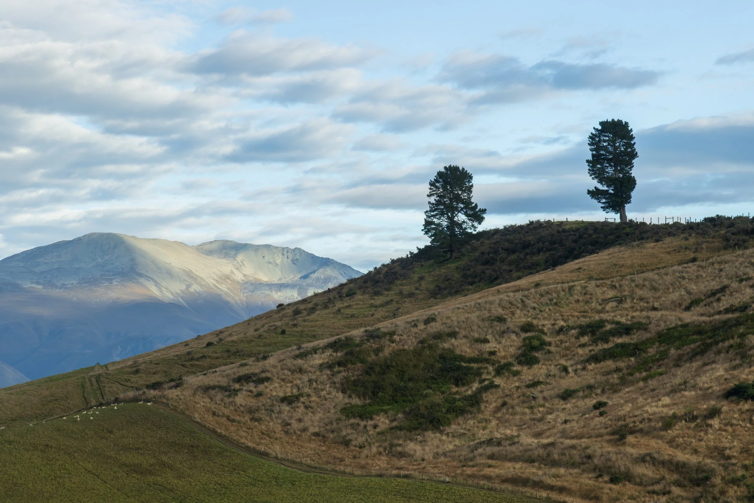 Fairlee/Mckenzie County #2, South Island, New Zealand 
