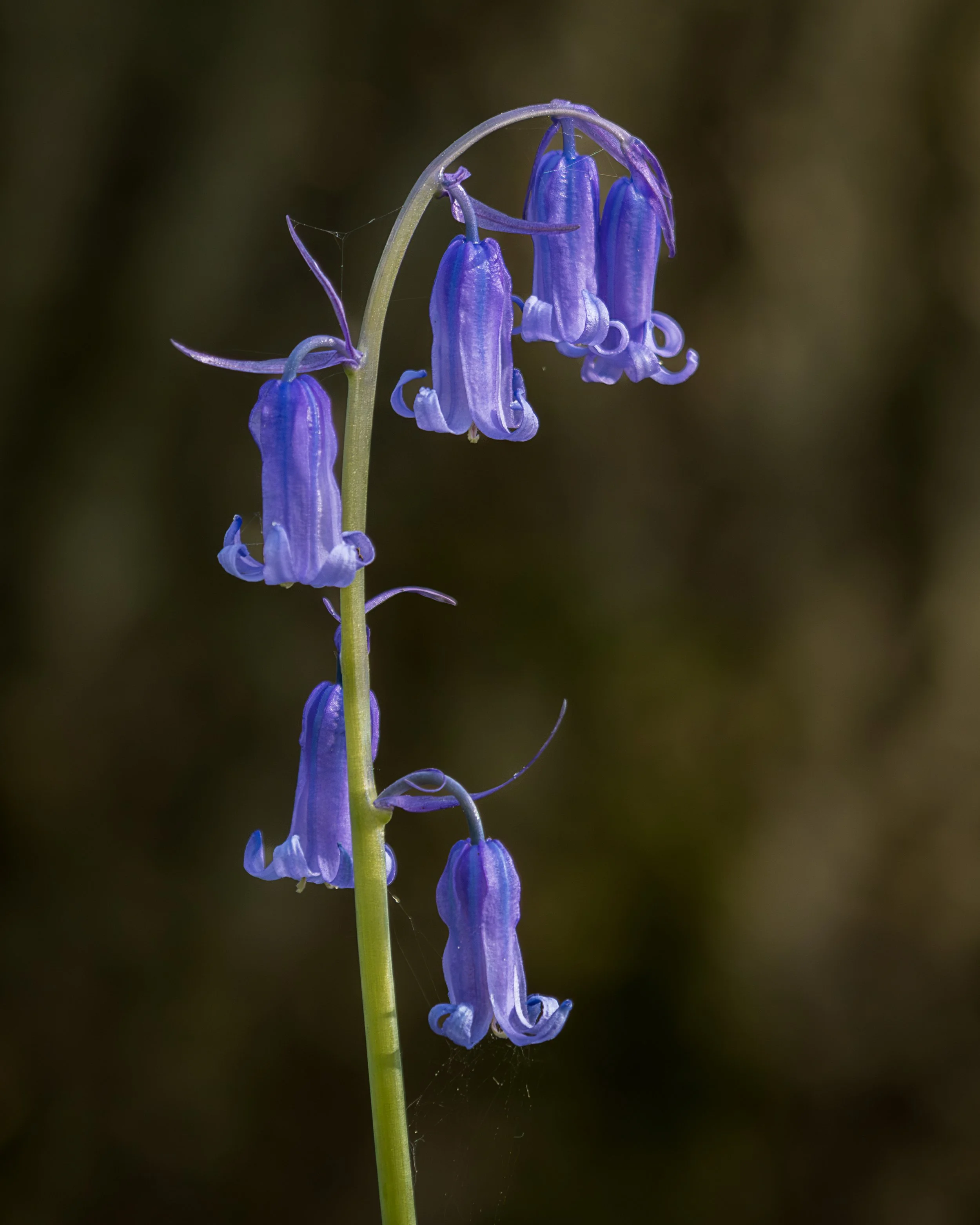 Bluebell #2