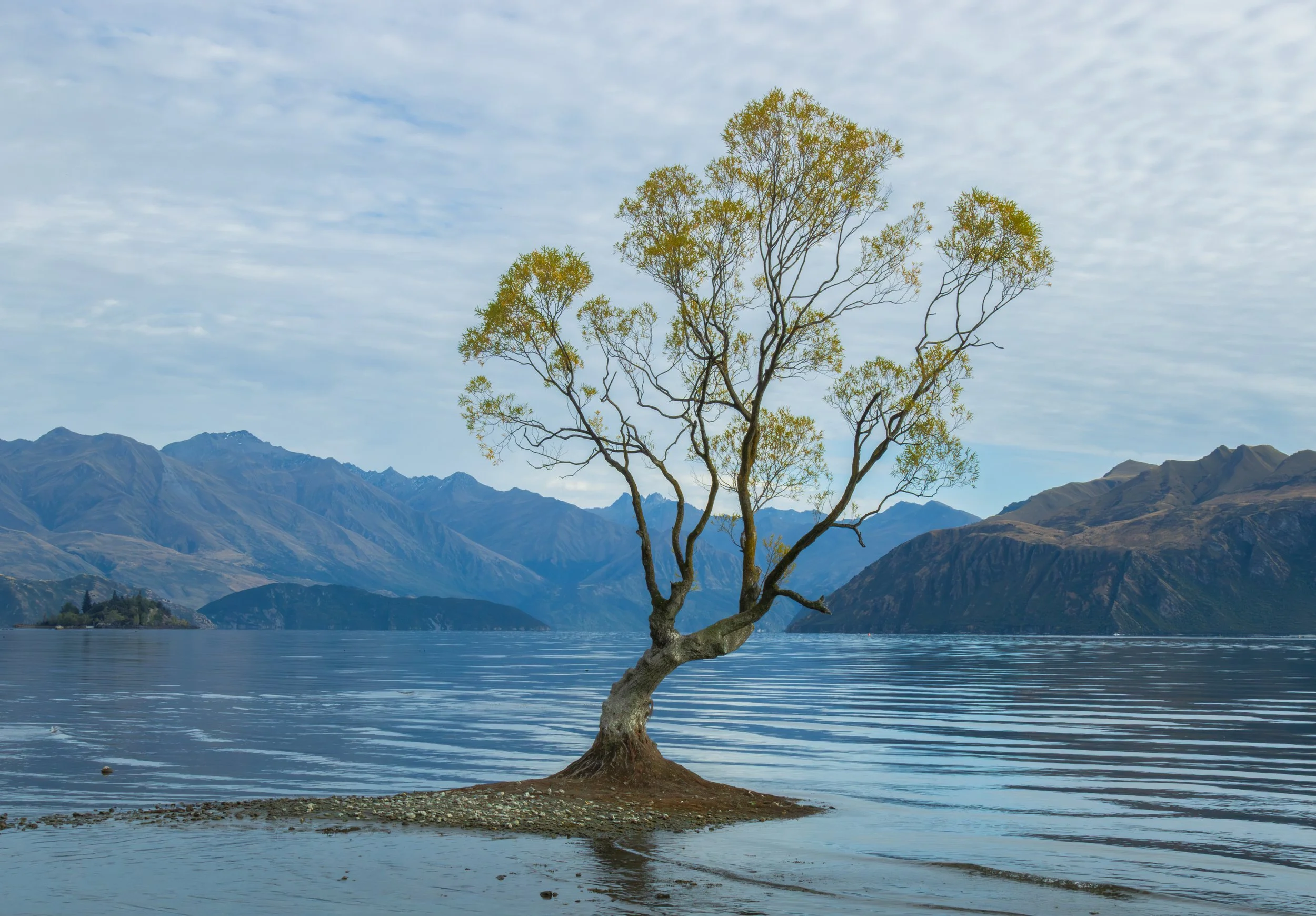 Wanaka Tree, New Zealand