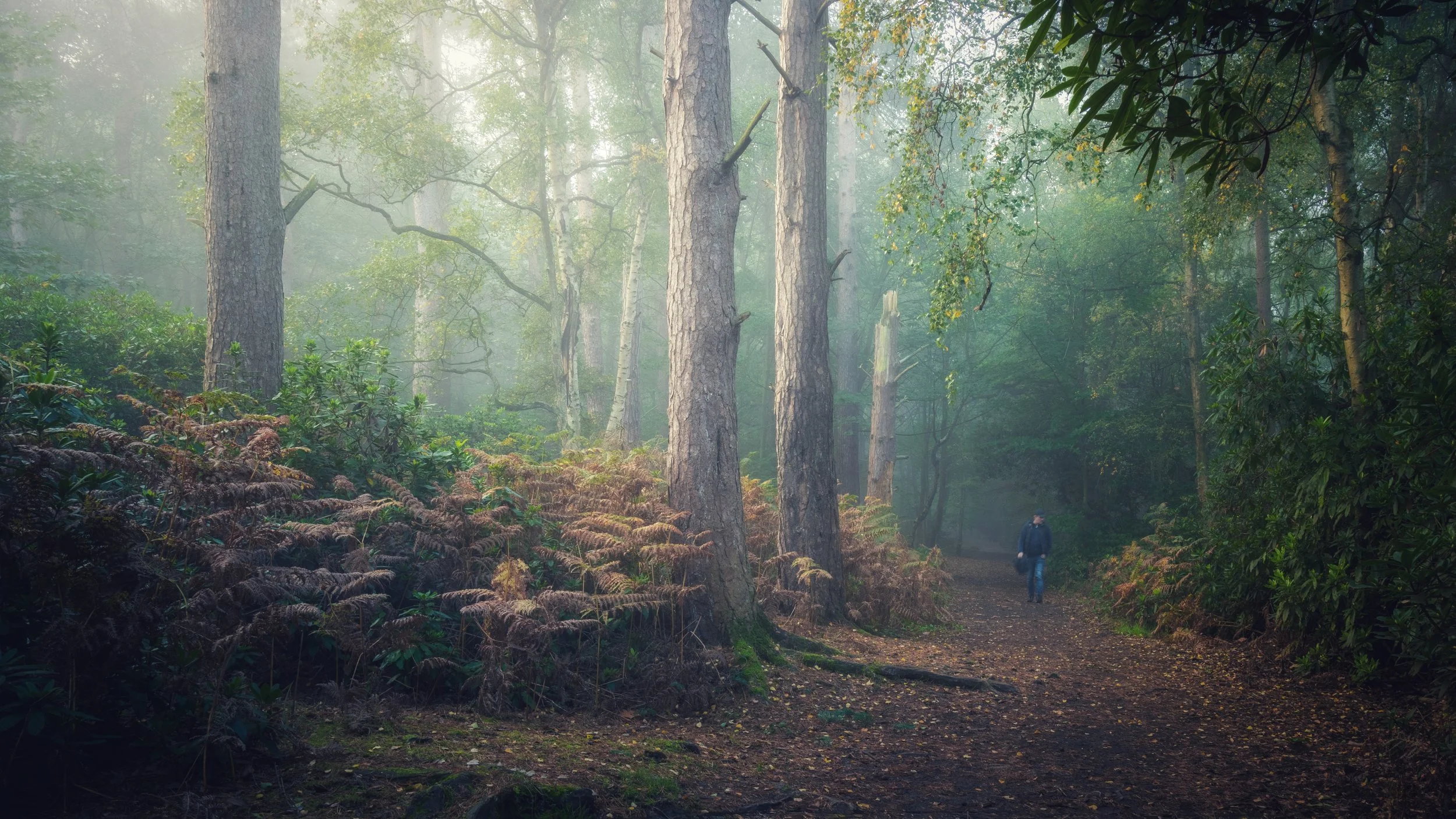 "The Mushroom Hunter"