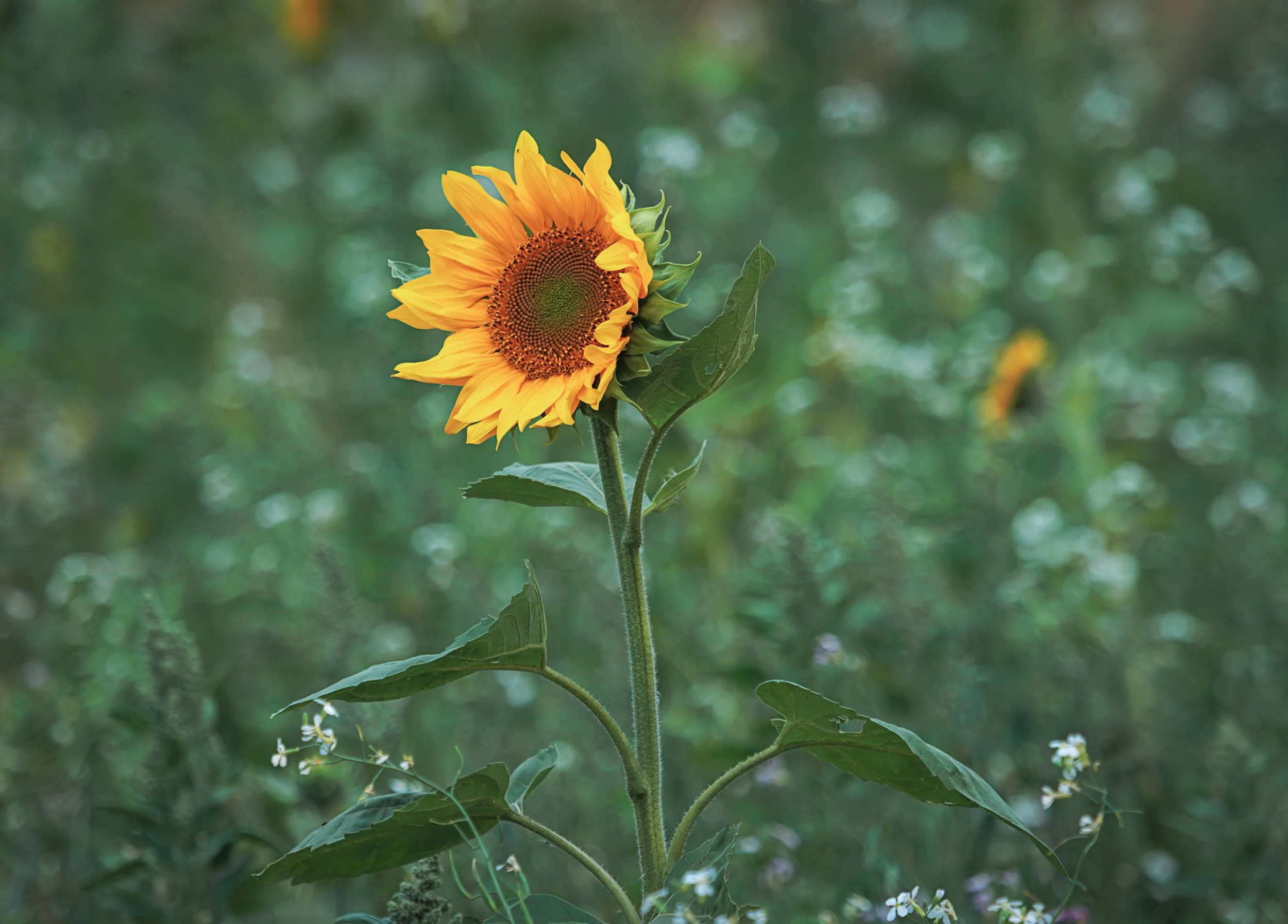 "Sunflower #10"