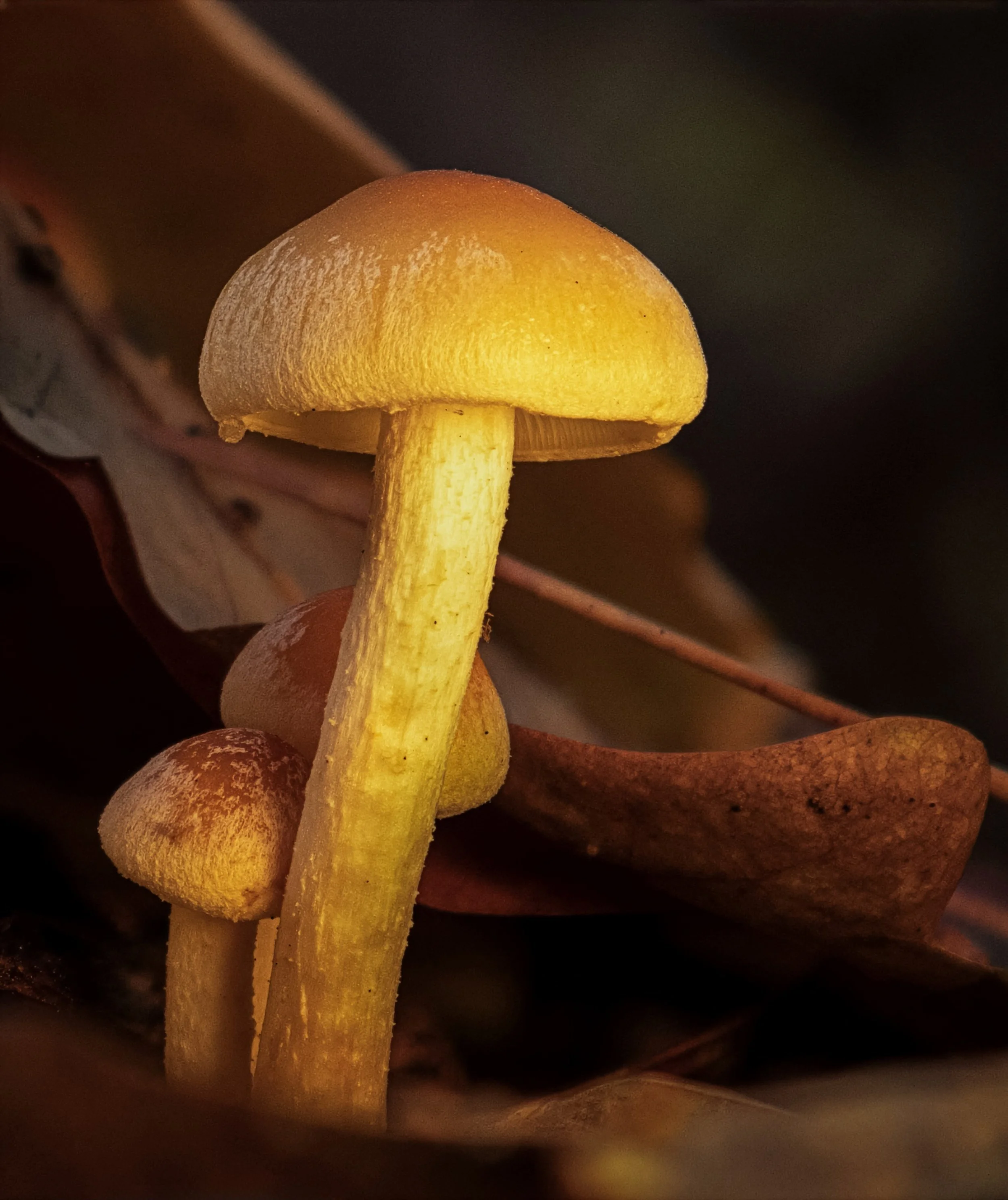 IMG_46842 update.jpg