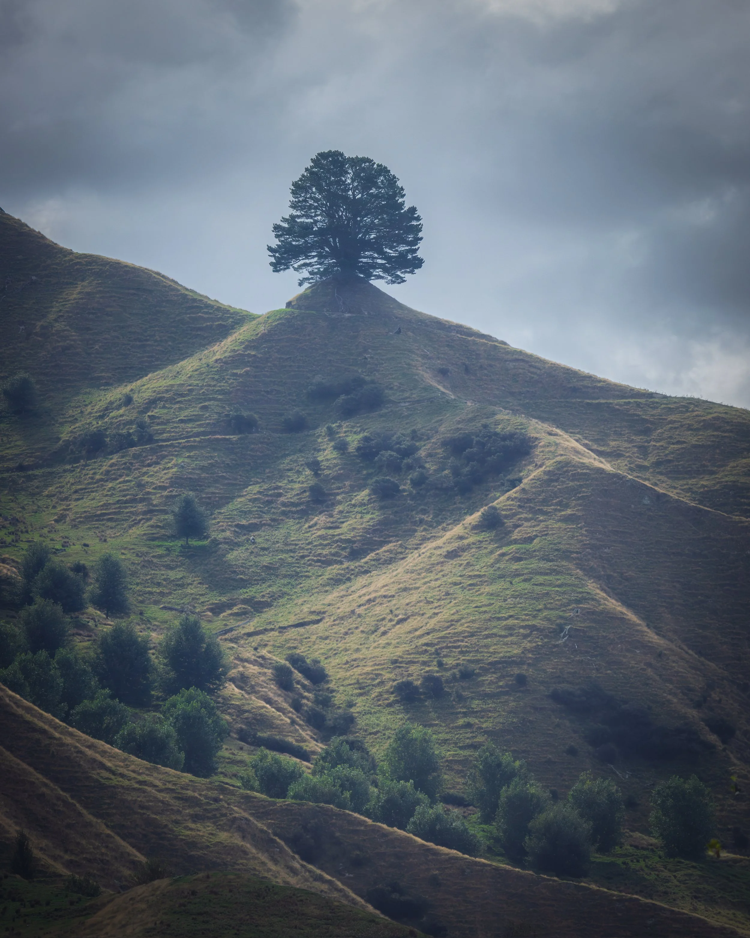 Lone Tree, Rawkawa Falls, North Island, New Zealand