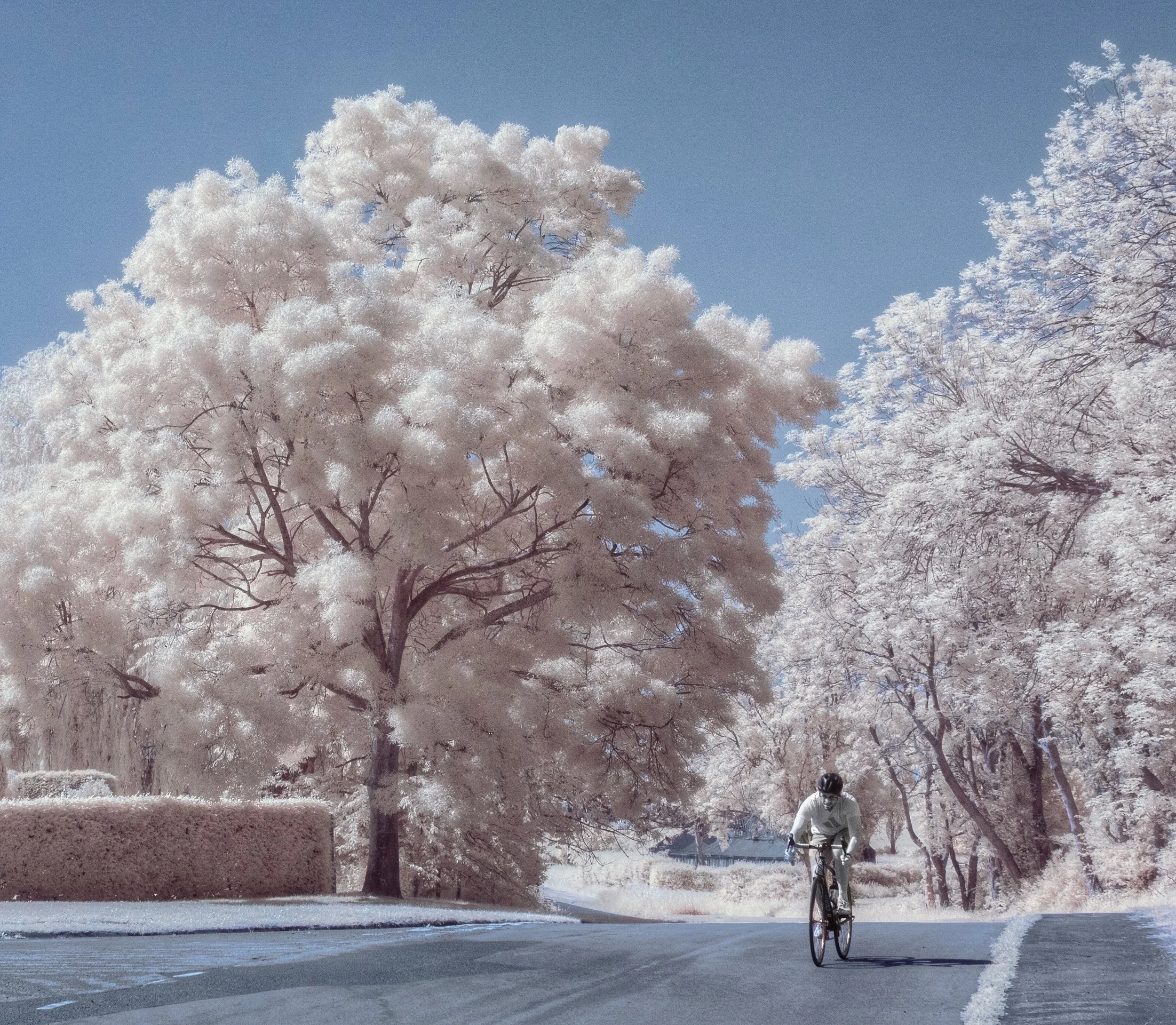 "The Cyclist"