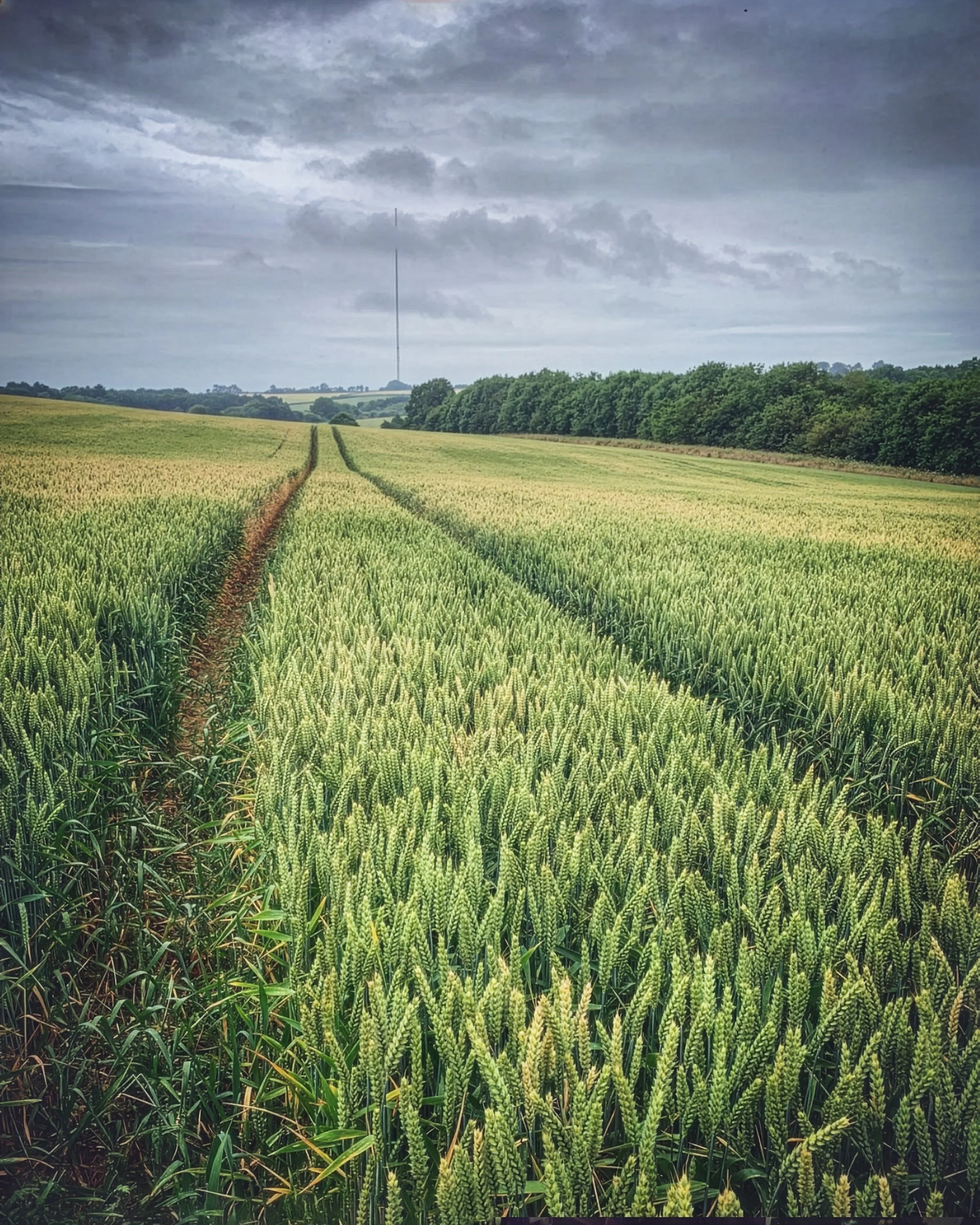 "Lincolnshire Wolds" #10