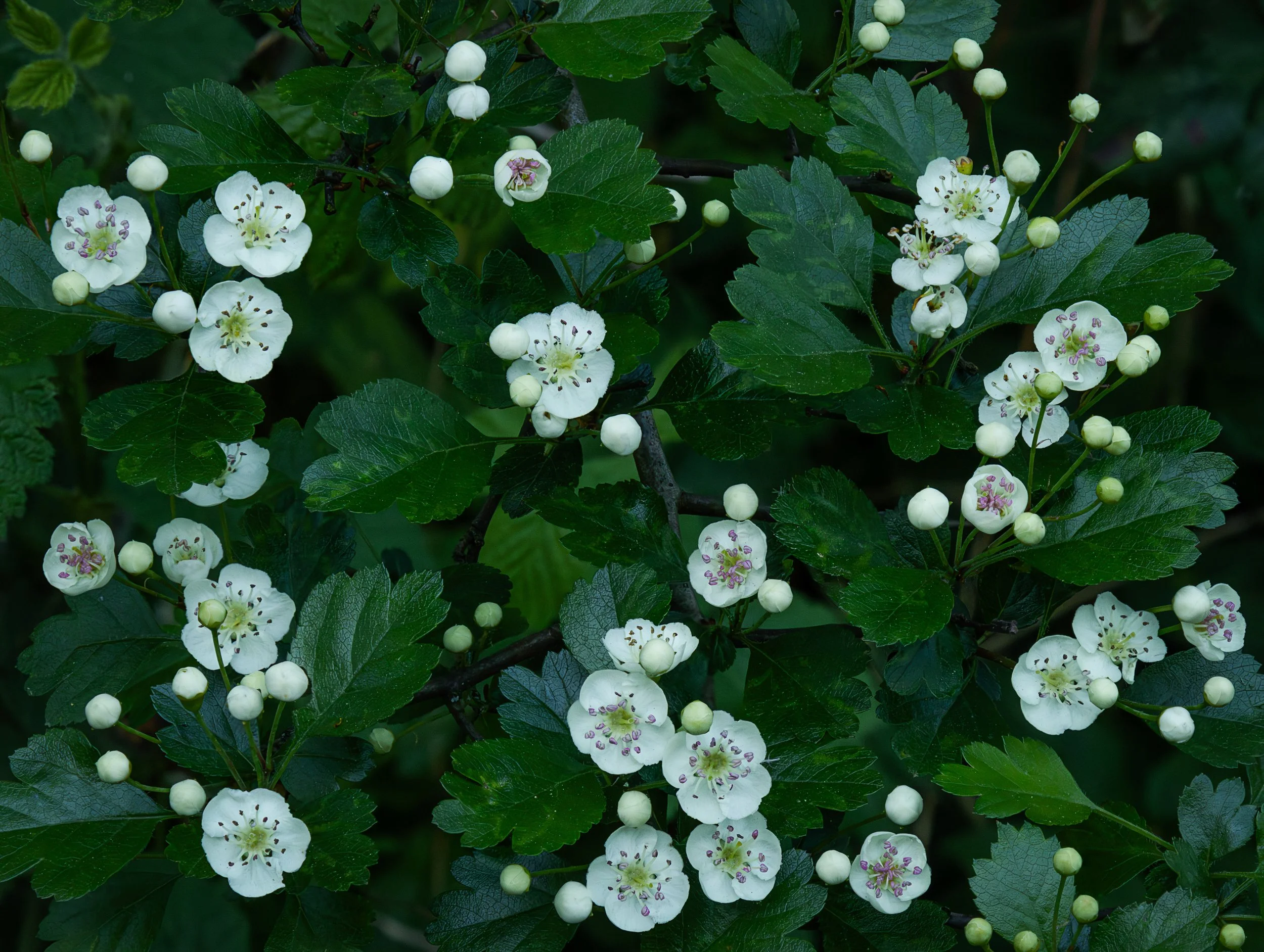 "Hawthorn Blossom"