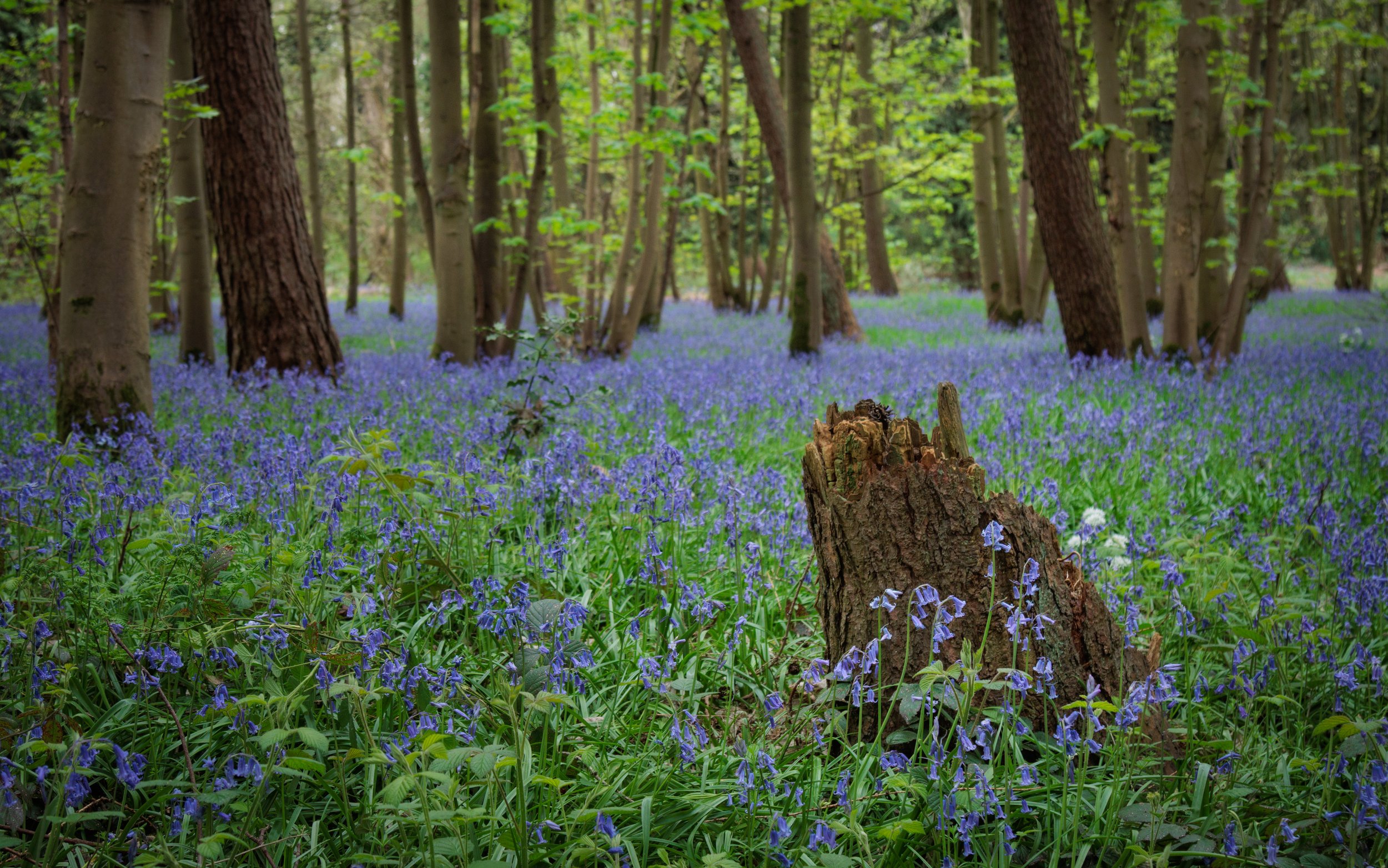 "Urban Woodland #2"