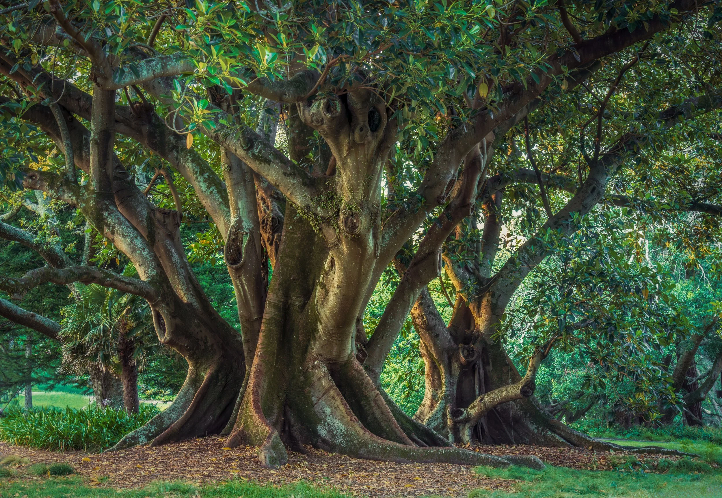 Albert Park, Auckland, New Zealand