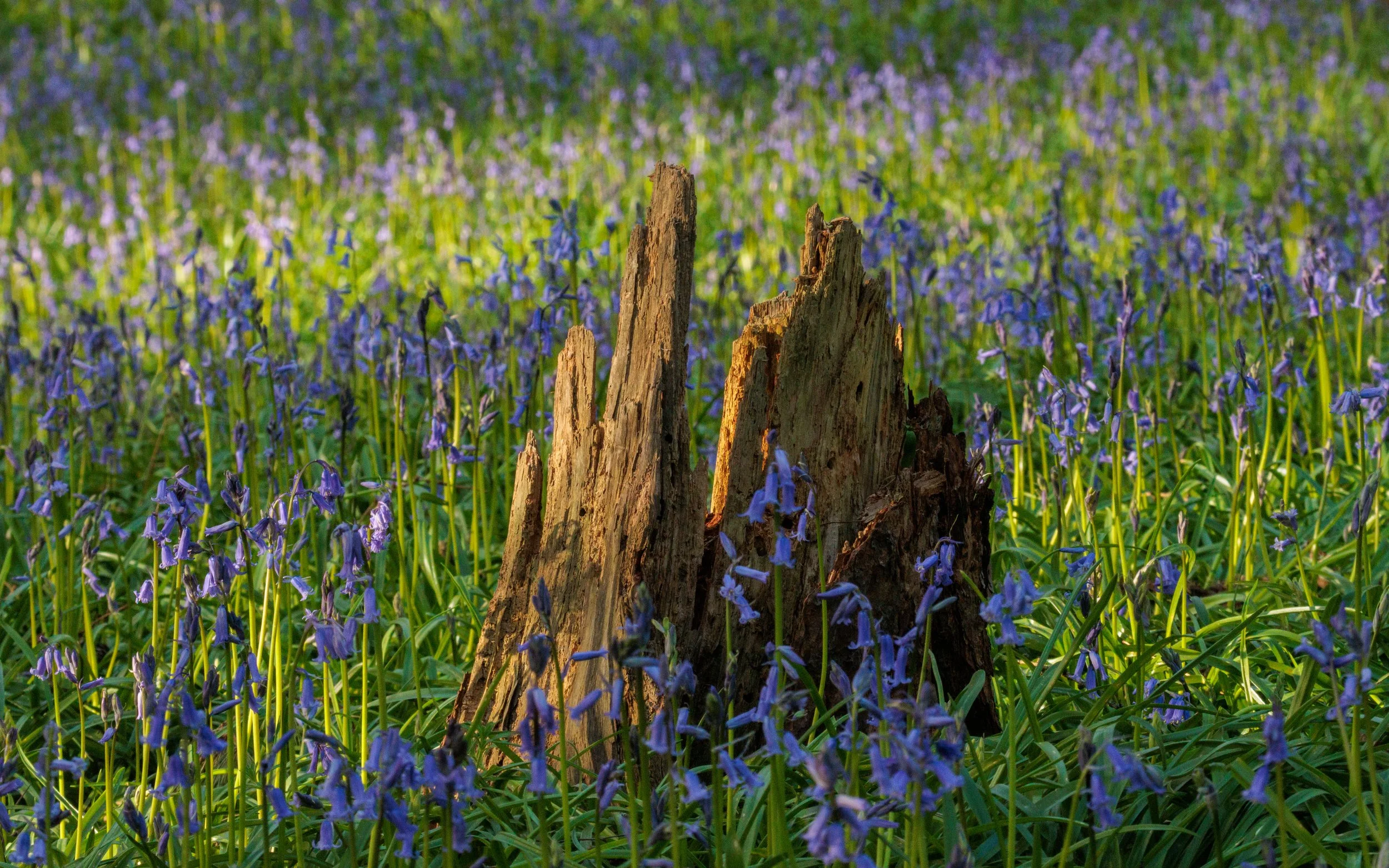 Urban Woodland #23