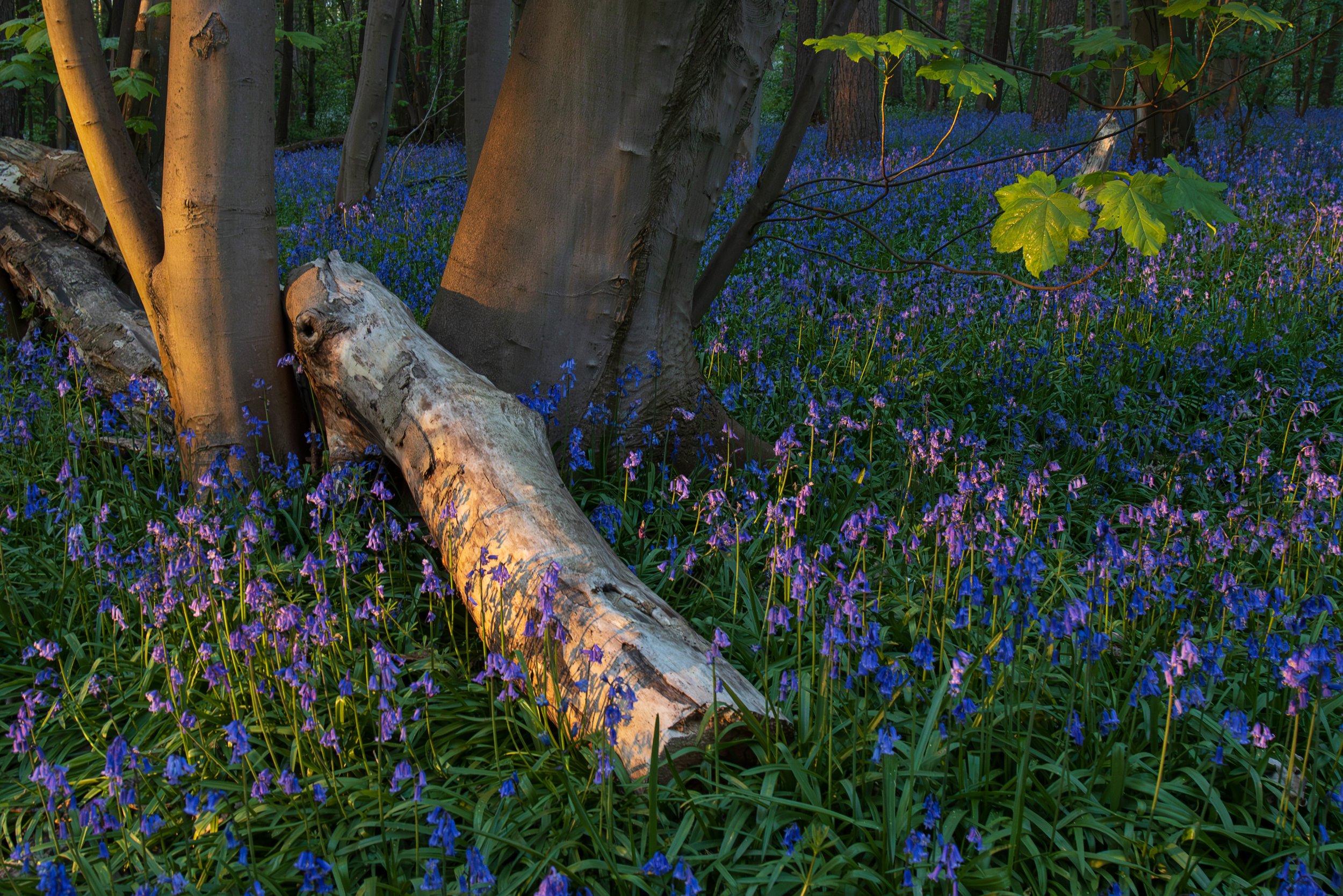 "Urban Woodland 11"