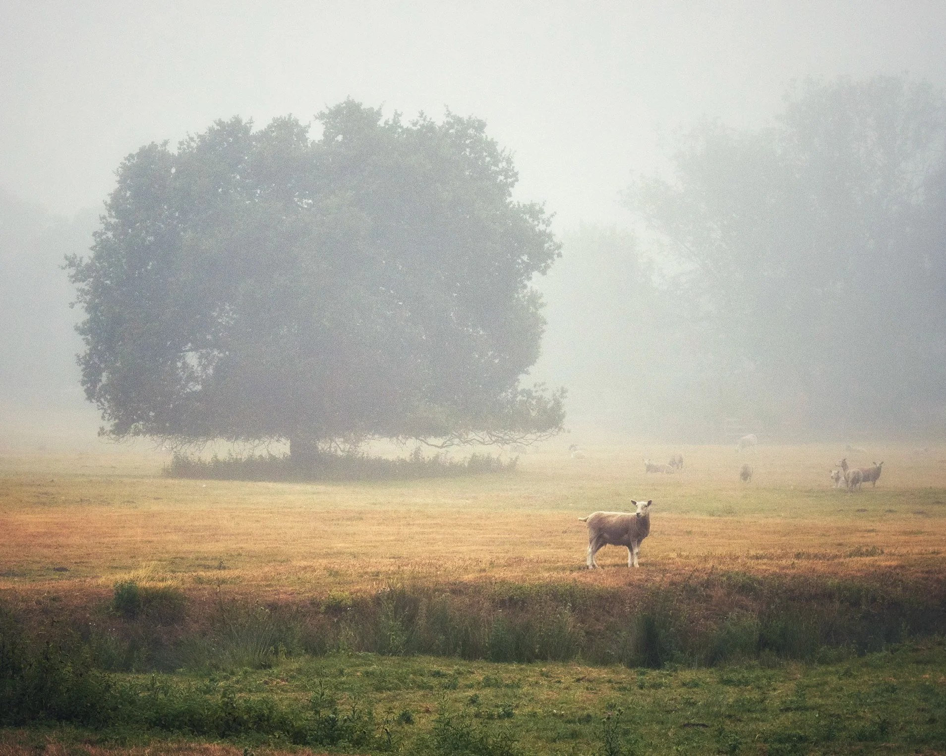 "Pastoral #3"