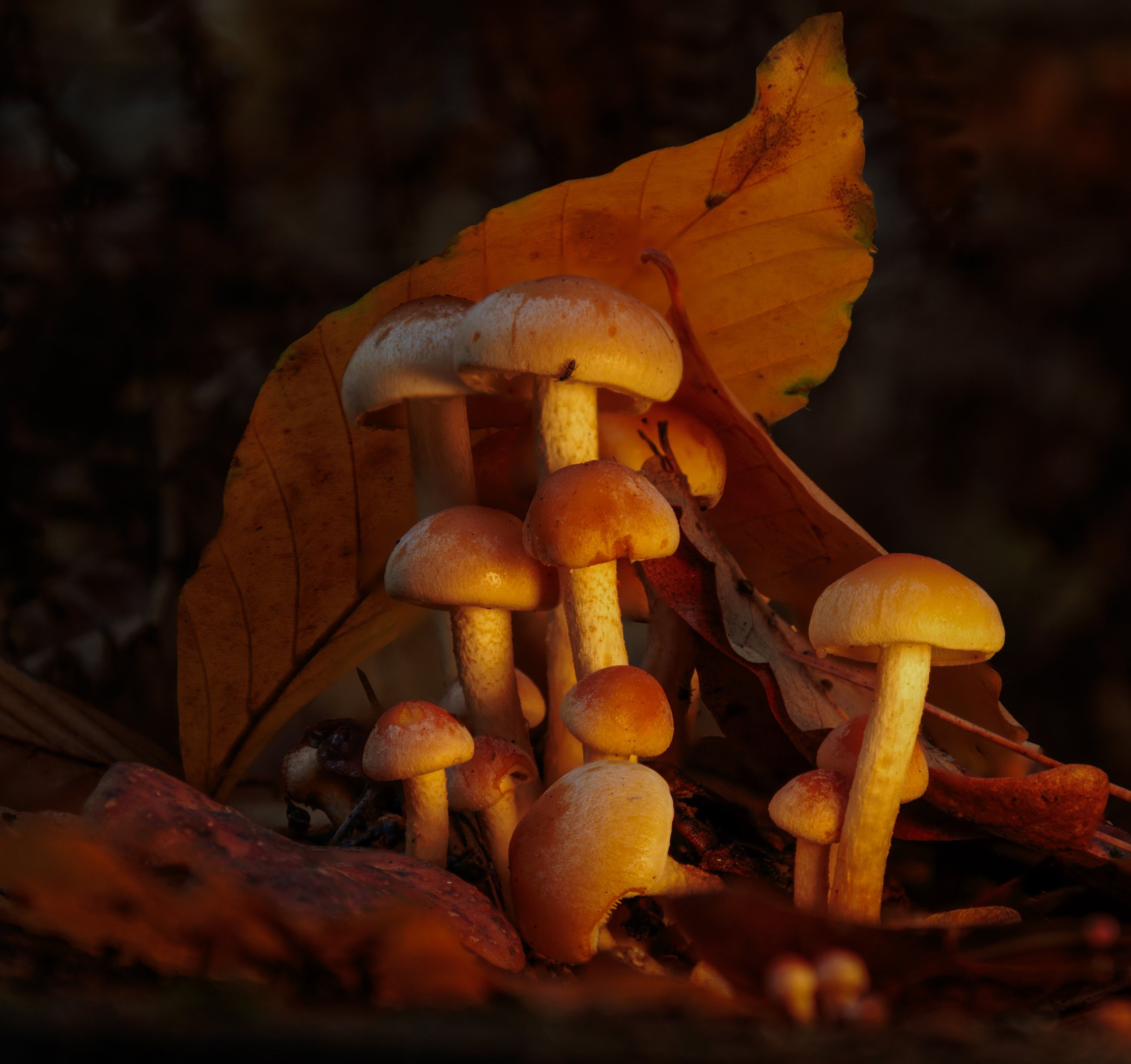 IMG_46975 copy 4.jpg