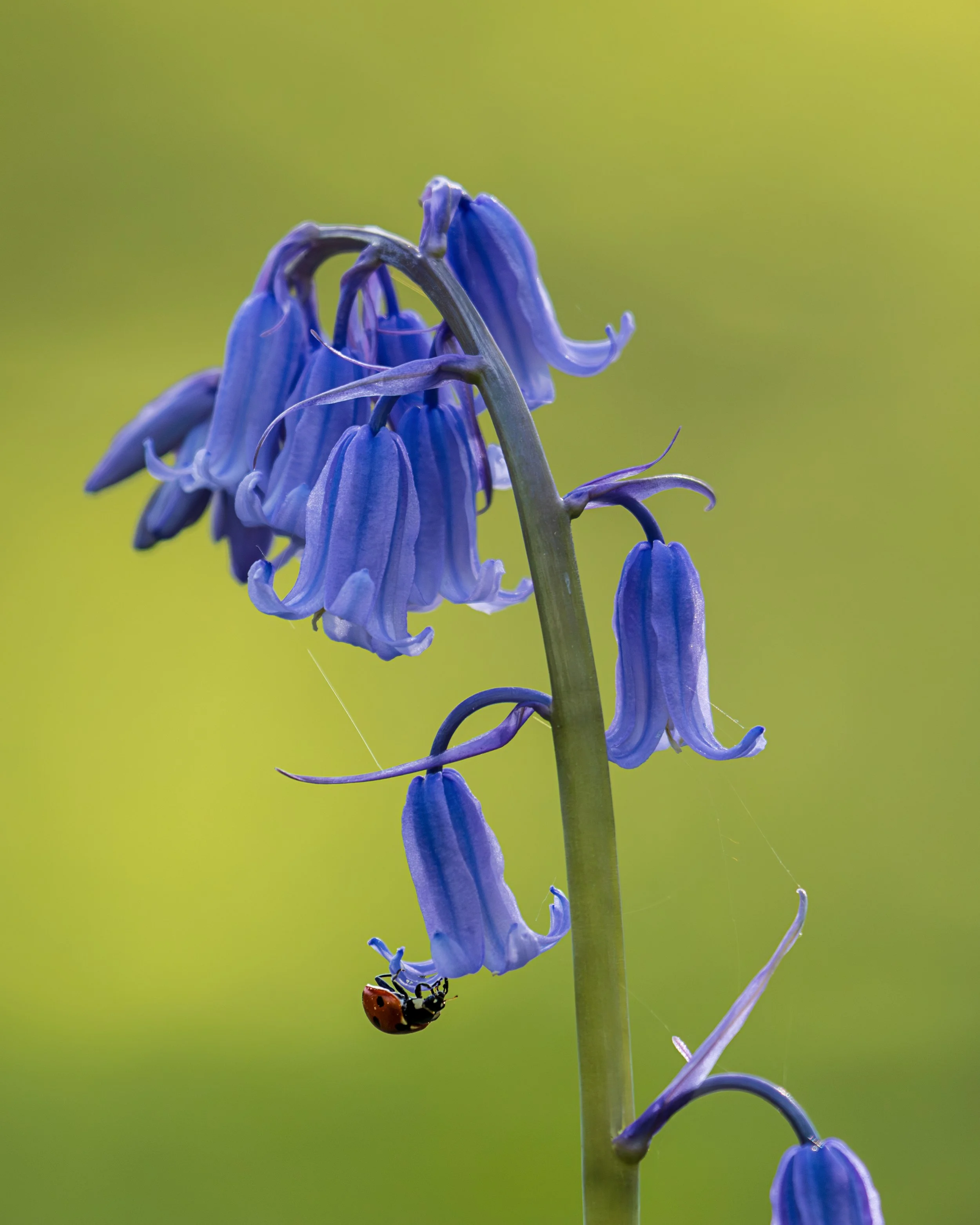 Bluebell #1