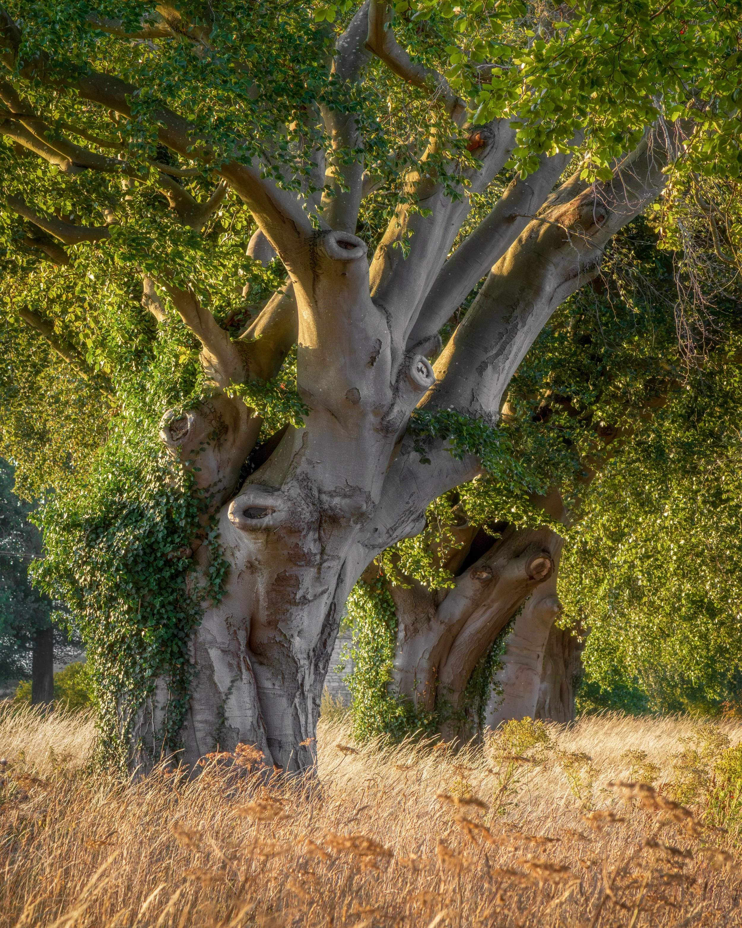 "Cleatham Avenue #9"