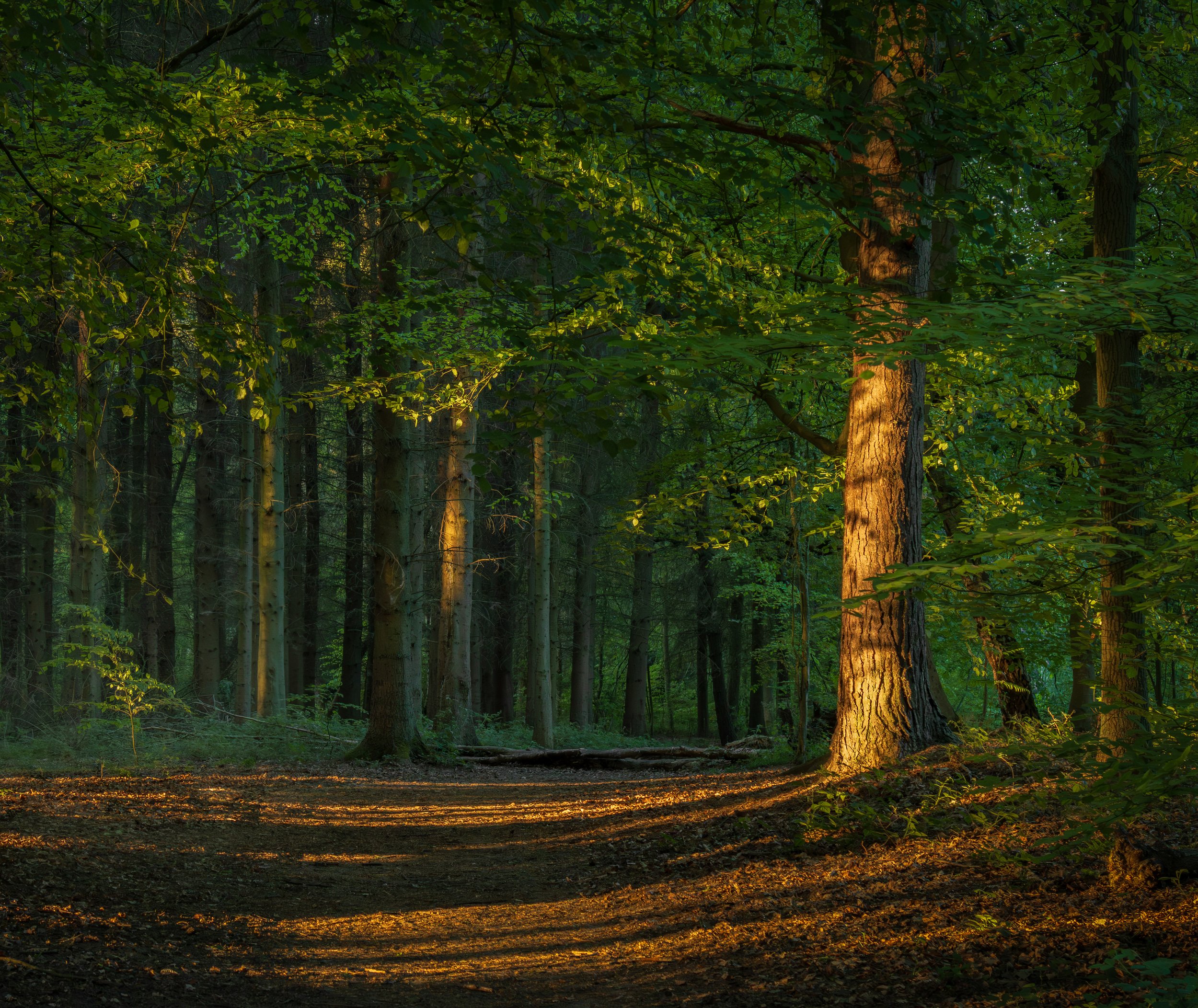 "Chasing The Light #3"