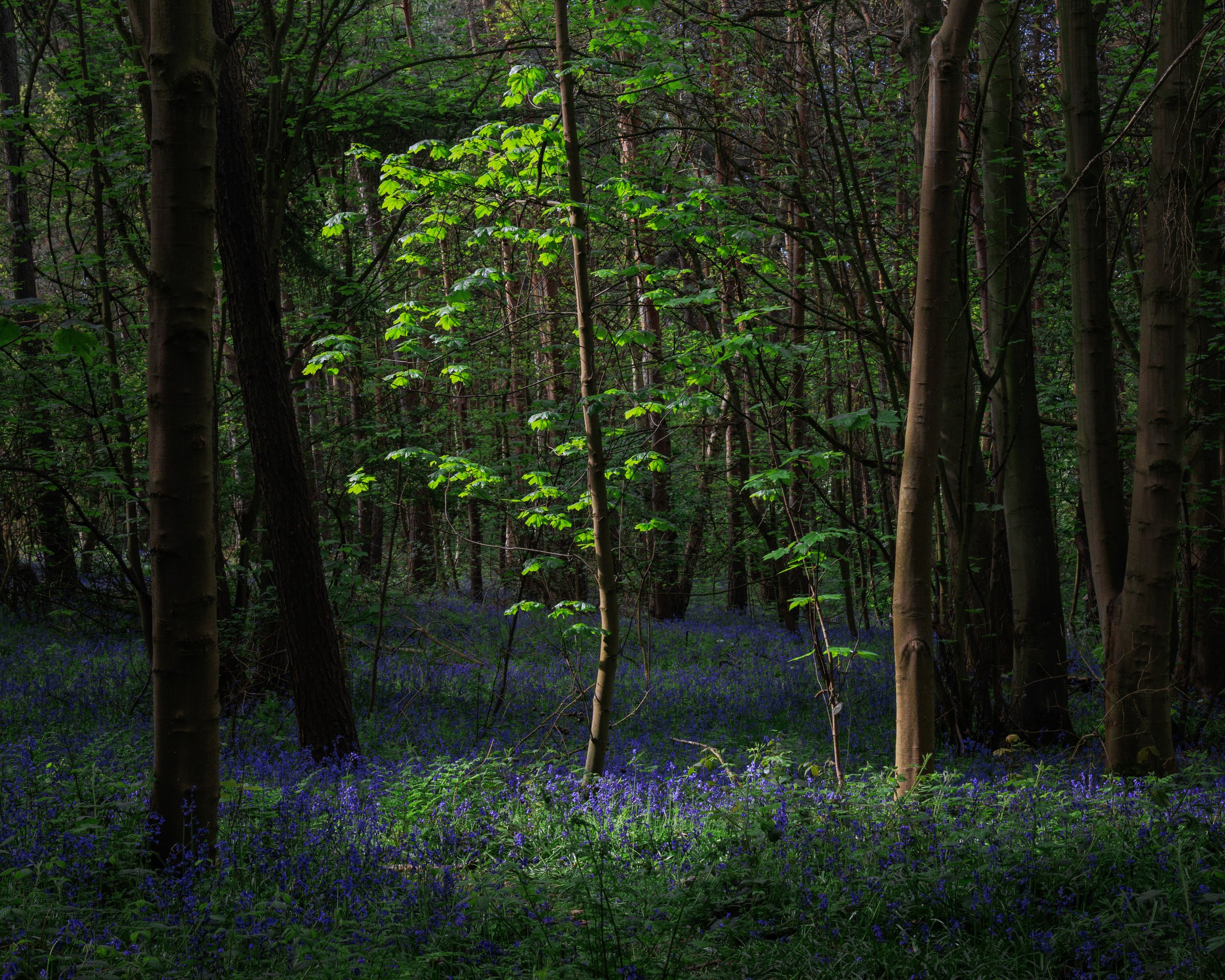 "Urban Woodland #10"