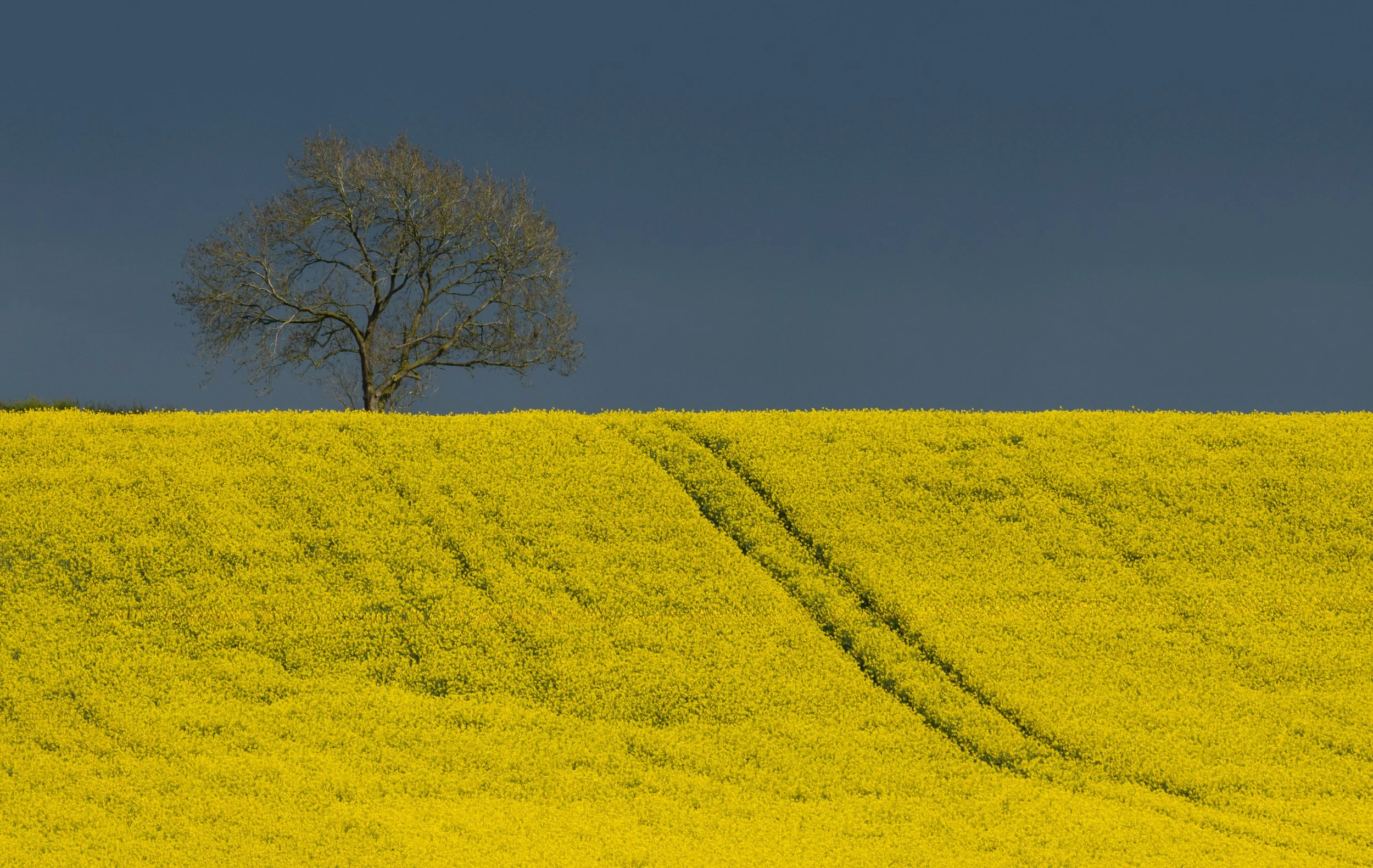 "Lone Tree, Grayingham #2"