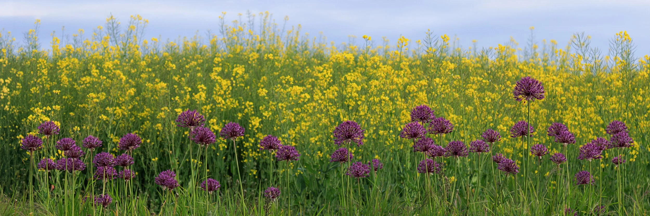 "Blyborough Allium #4"