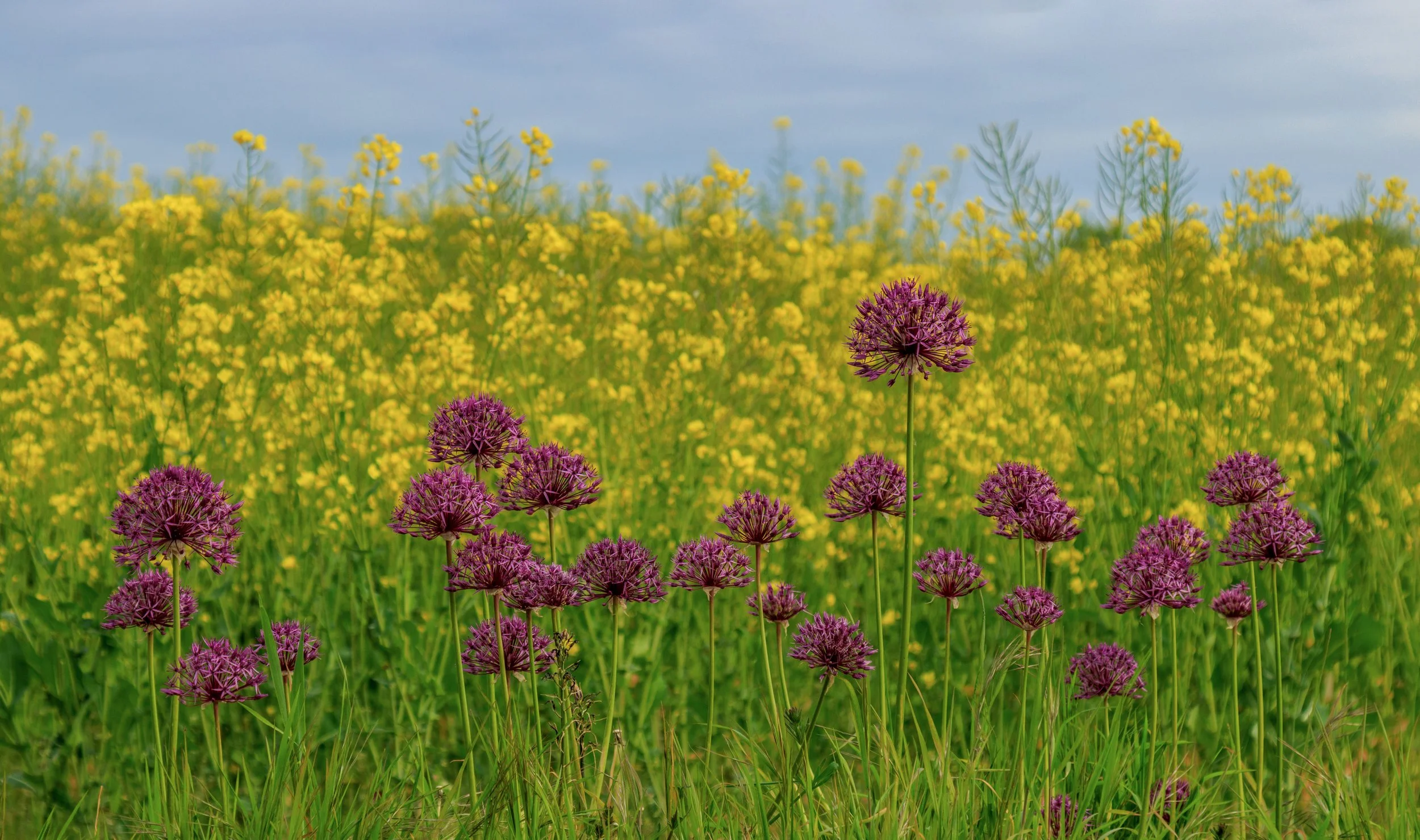 "Blyborough Allium #2"
