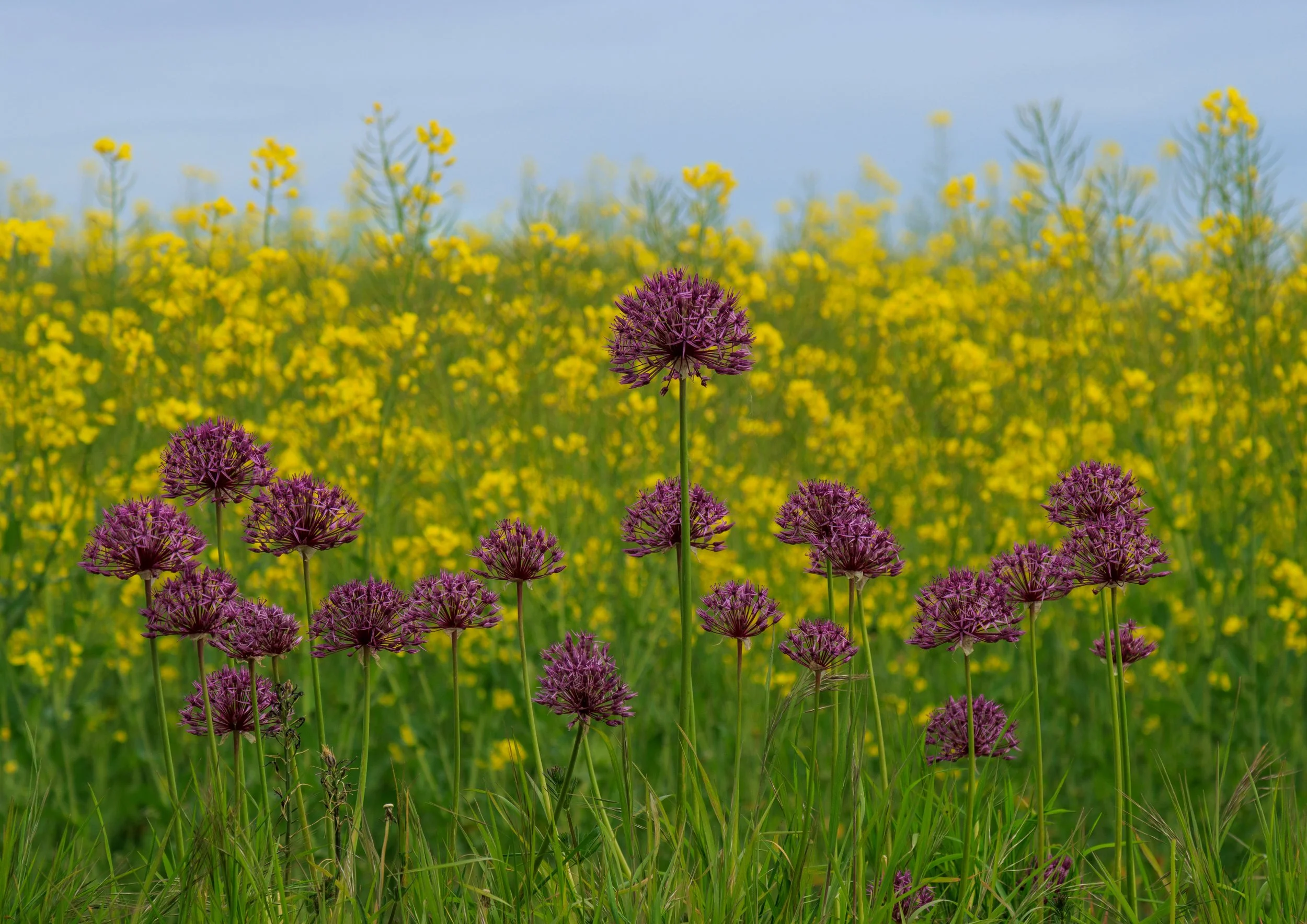 "Blyborough Allium #1"