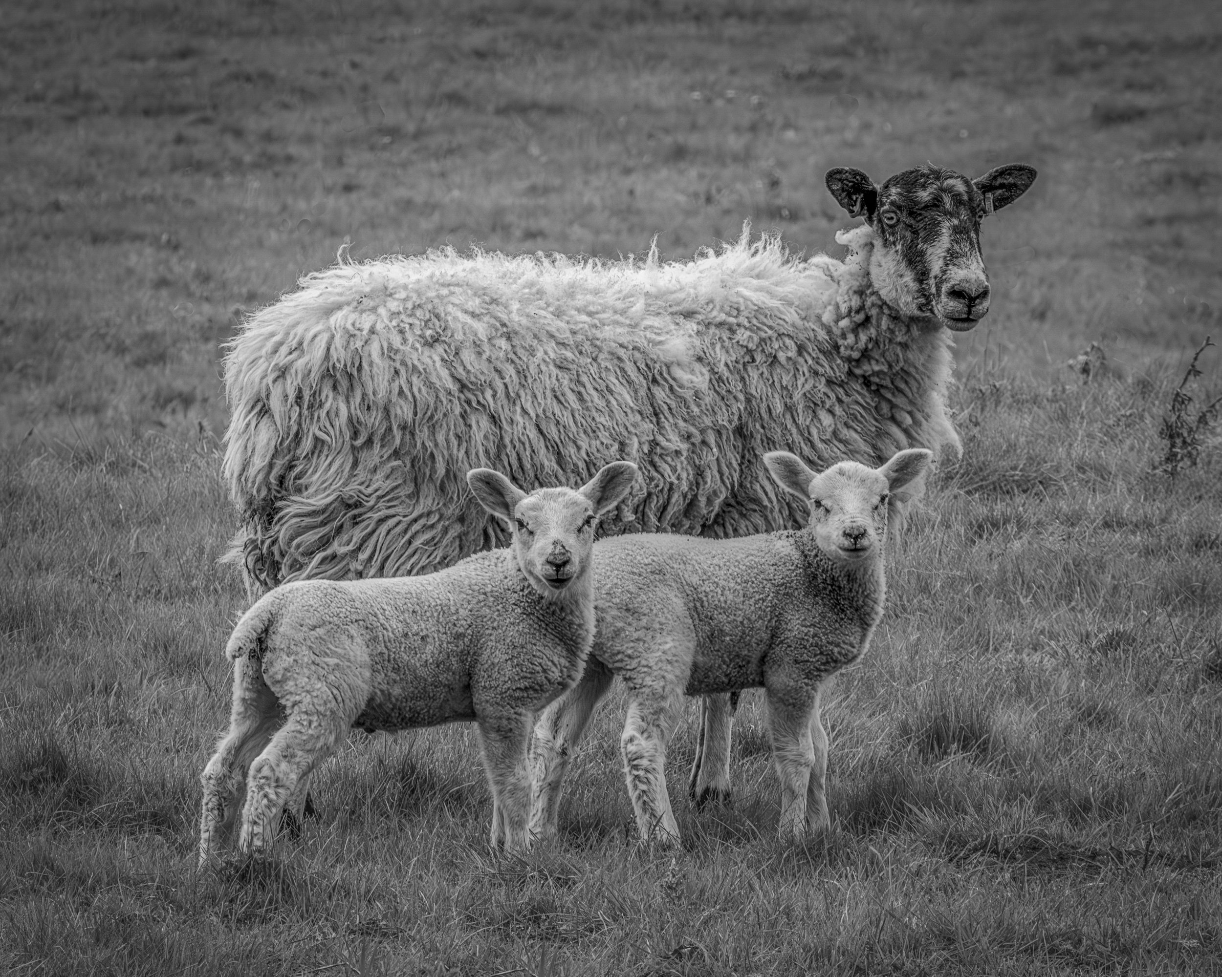"Spring Lambs - Blyborough #2"