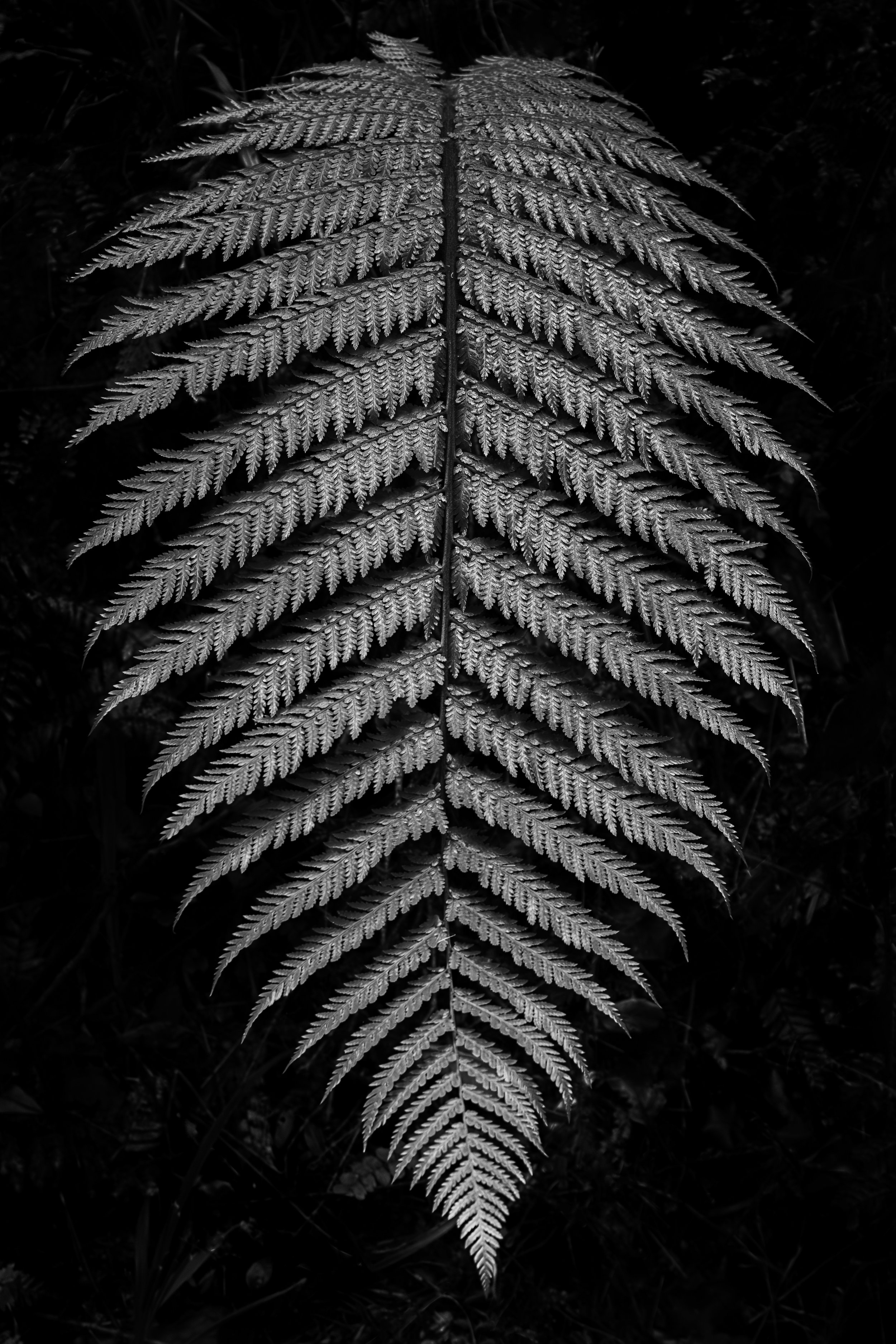 "Fern Detail, NZ"