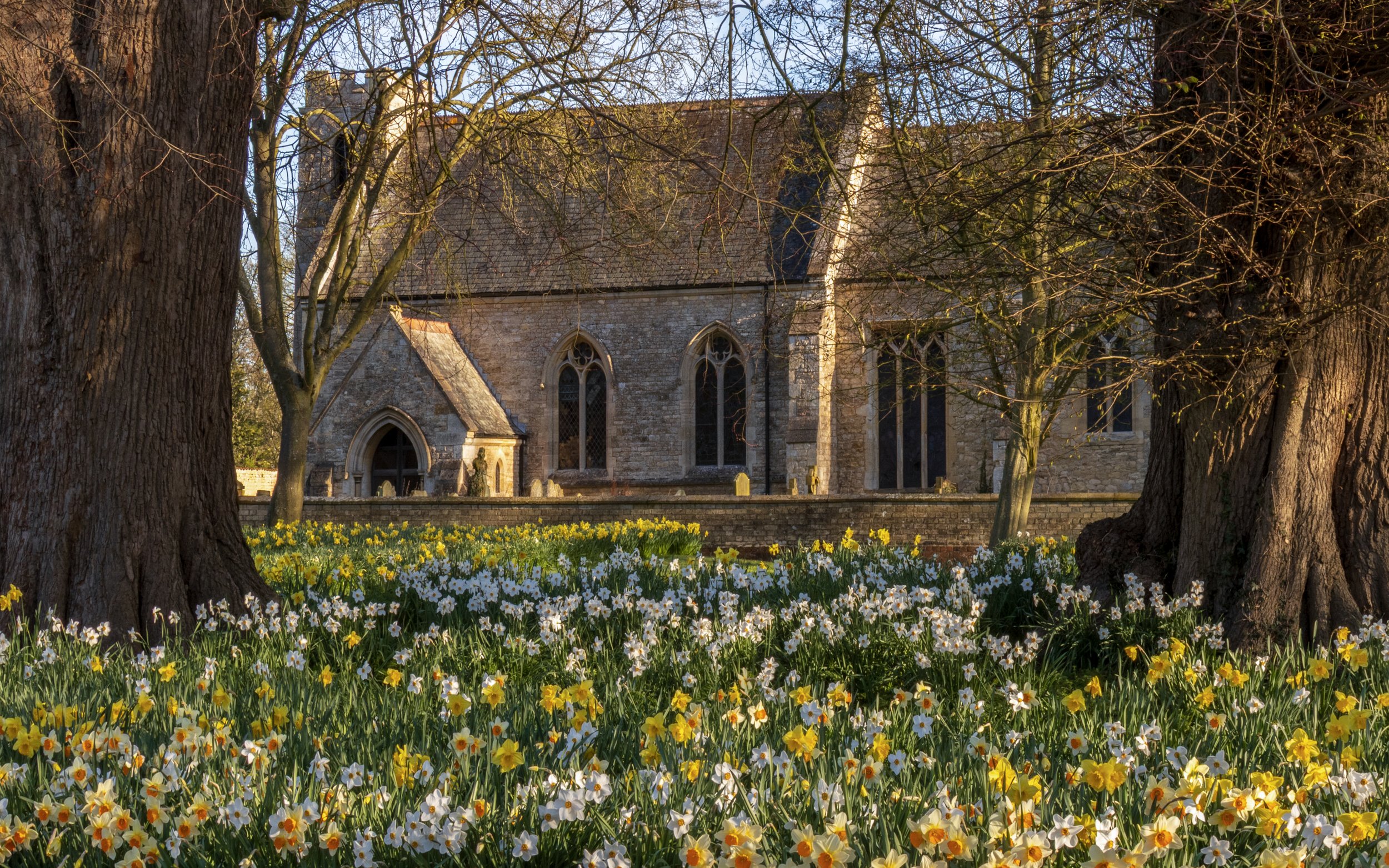 "Blyborough Church Daffodils #3"