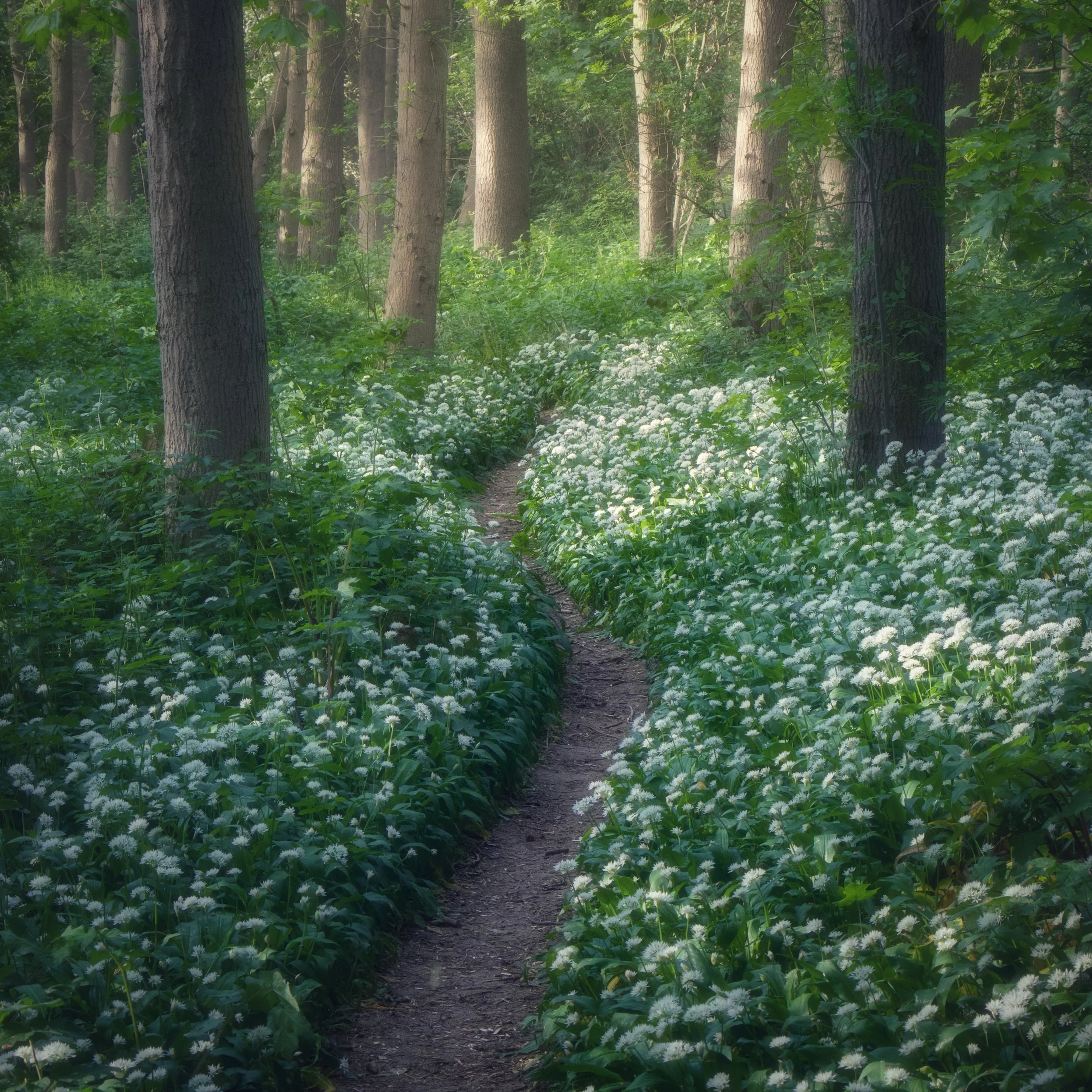 Urban Woodland #20