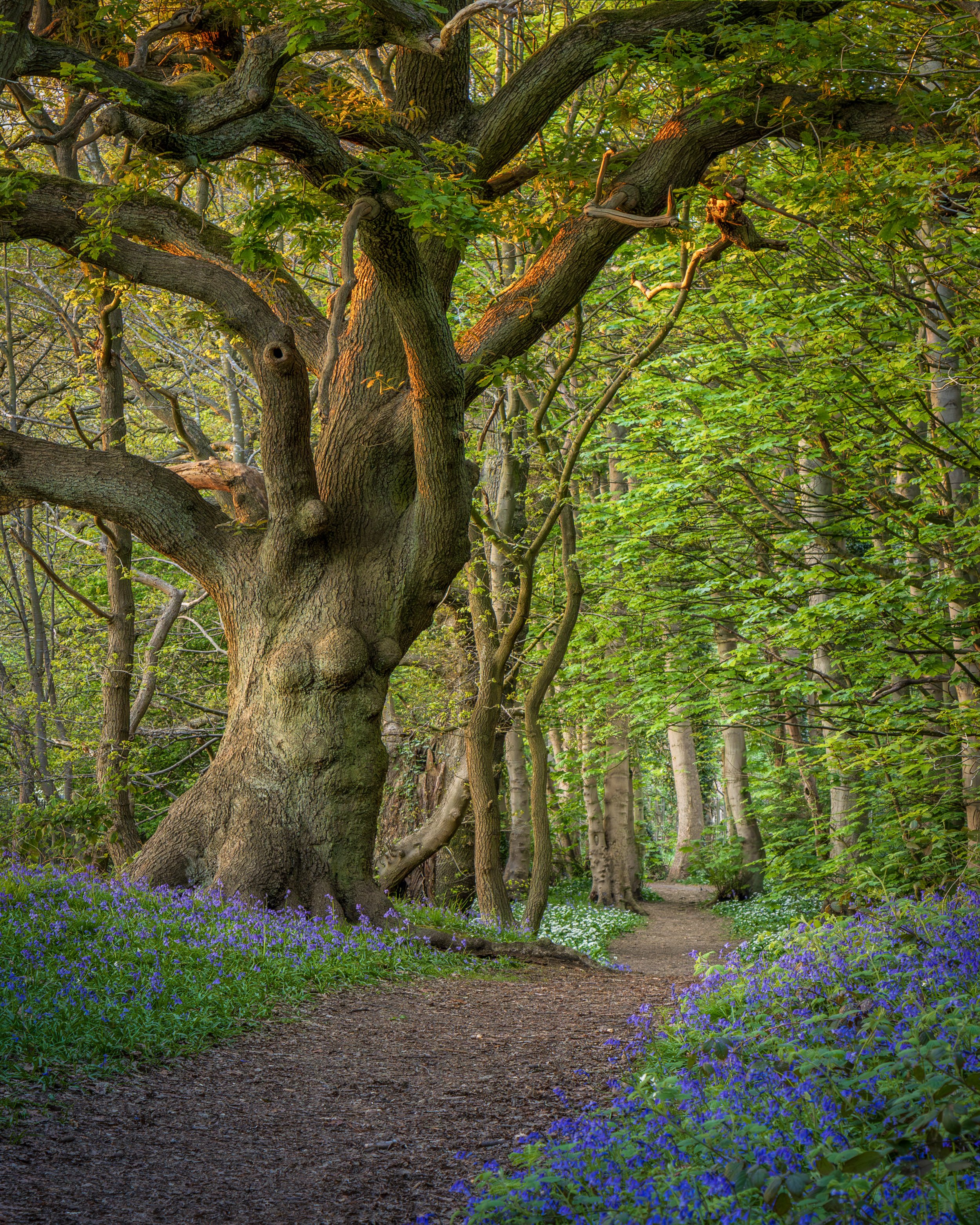 "Urban Woodland #5"