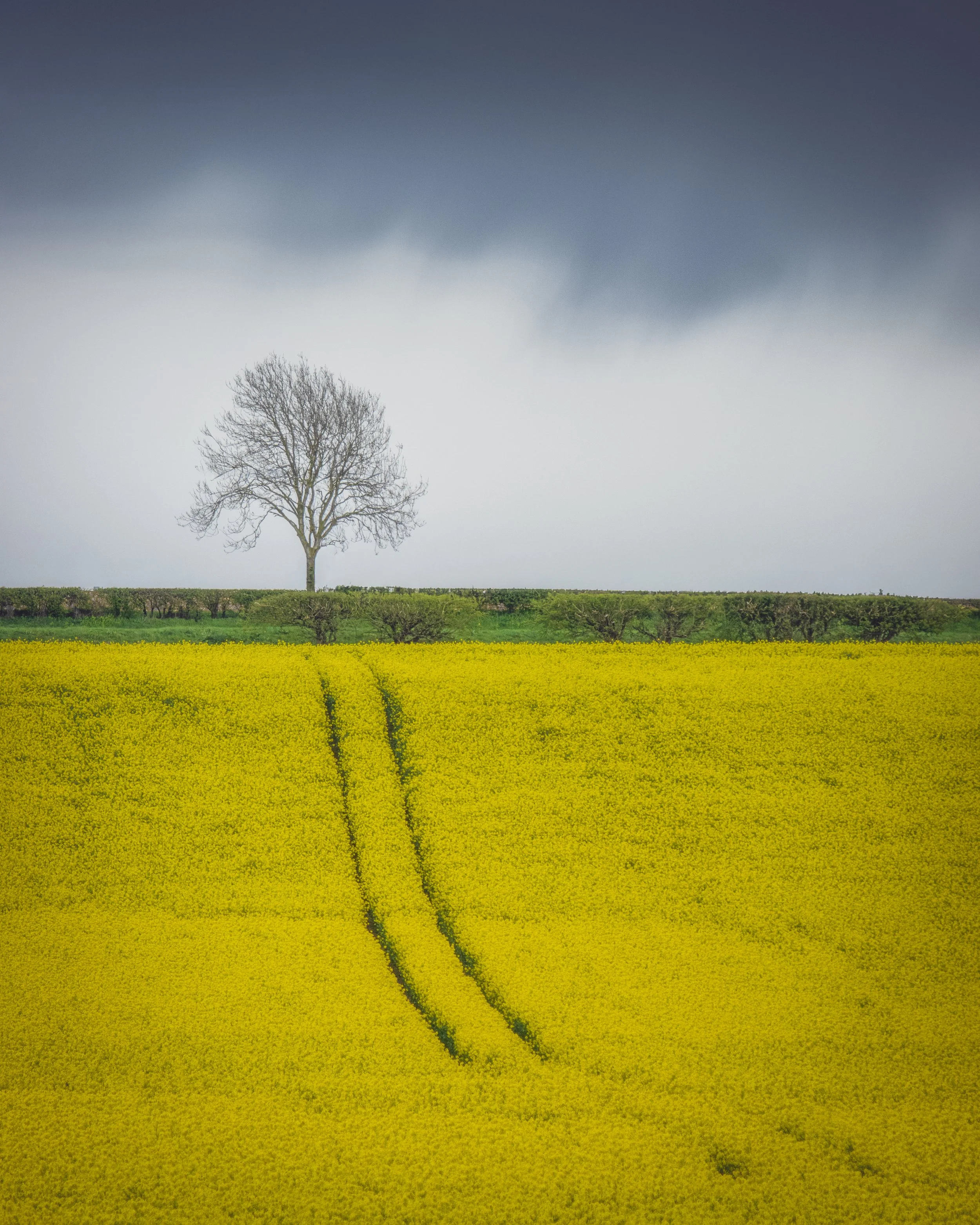 "Lone Tree, Grayingham #3"